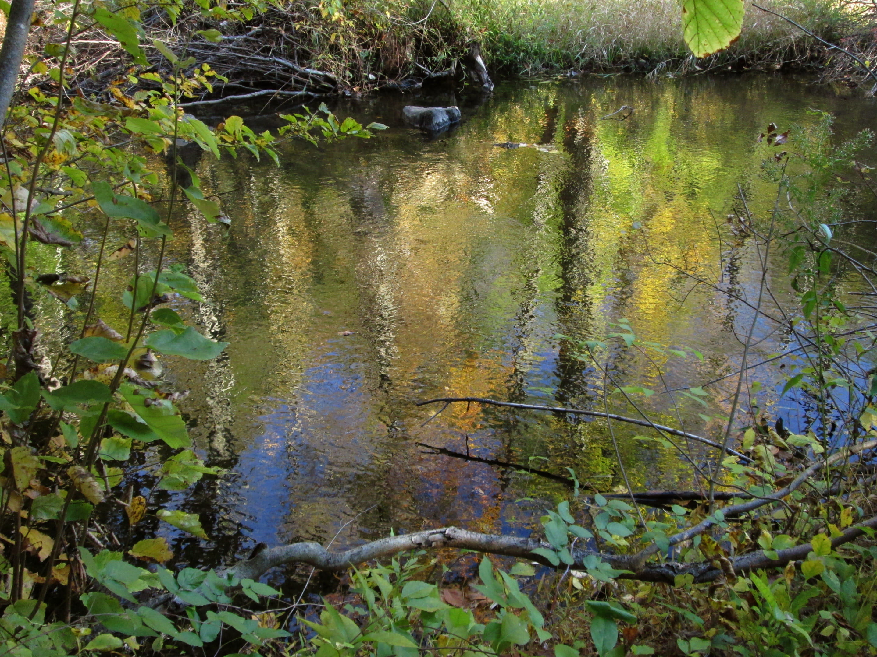 autumn, trees, forest, reflection, ripples, stream, wateryellow