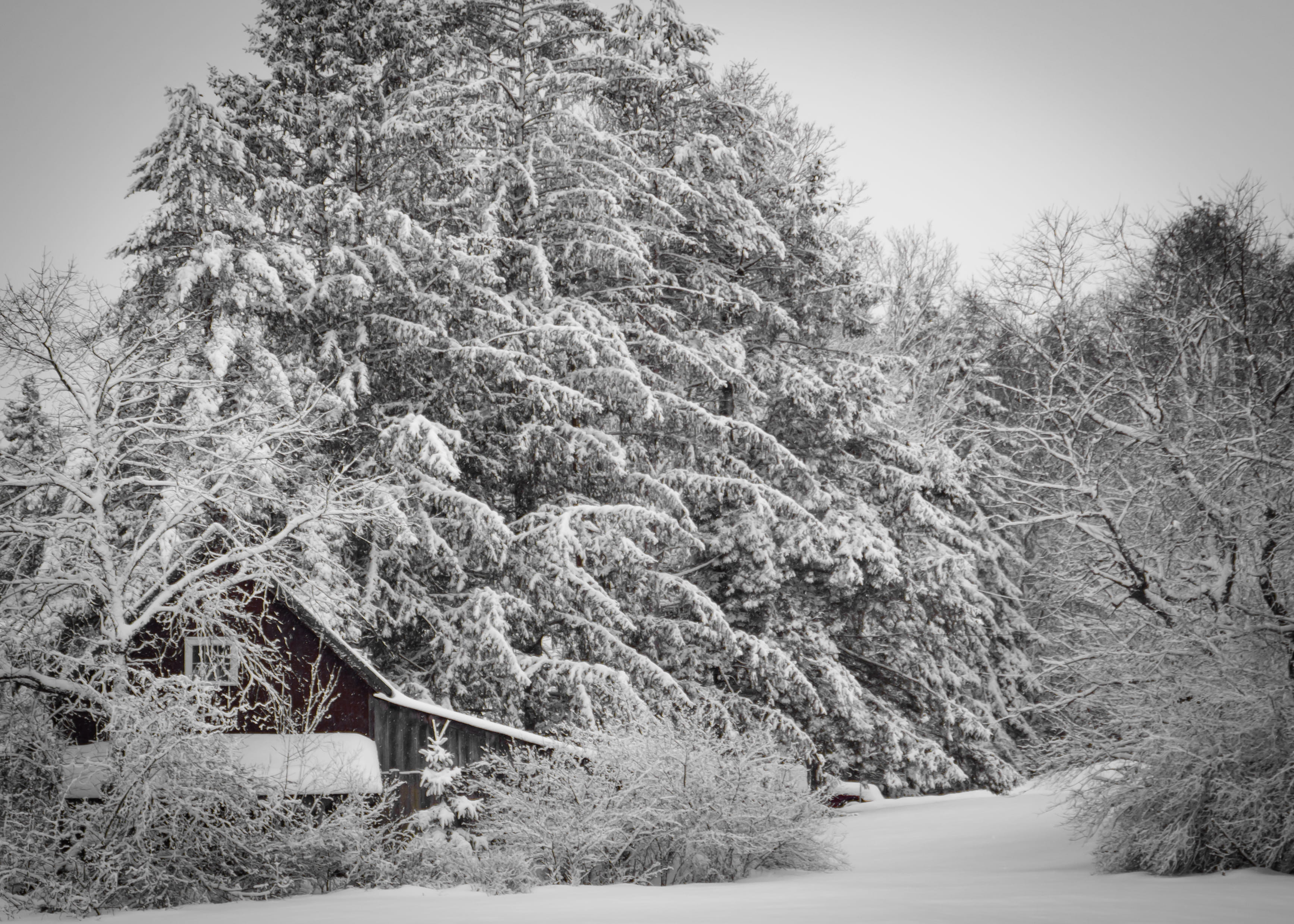 tree covered with snow, plant, winter, cold temperature, nature