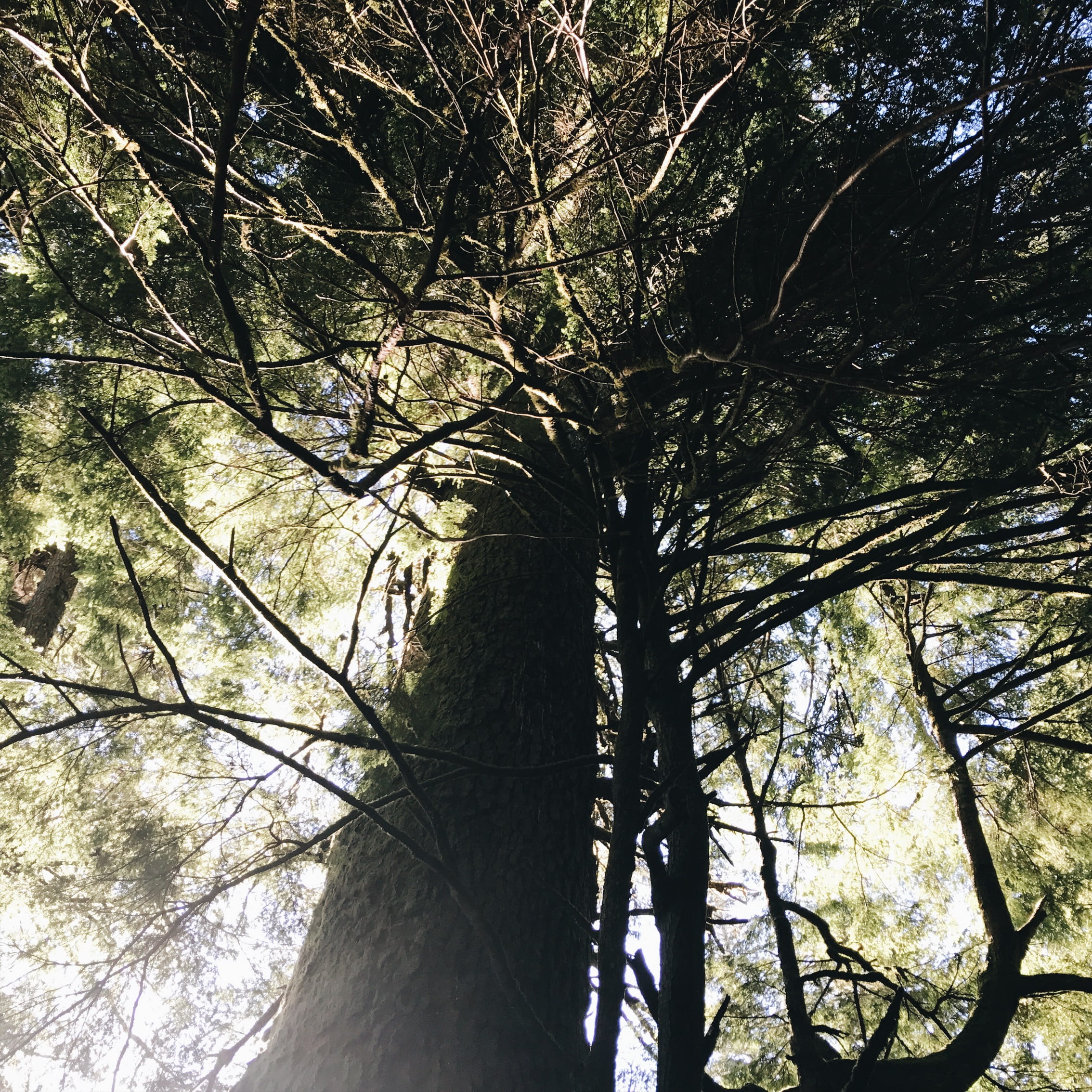 tree, branches, tree branches, haunted tree, light, green, mystical