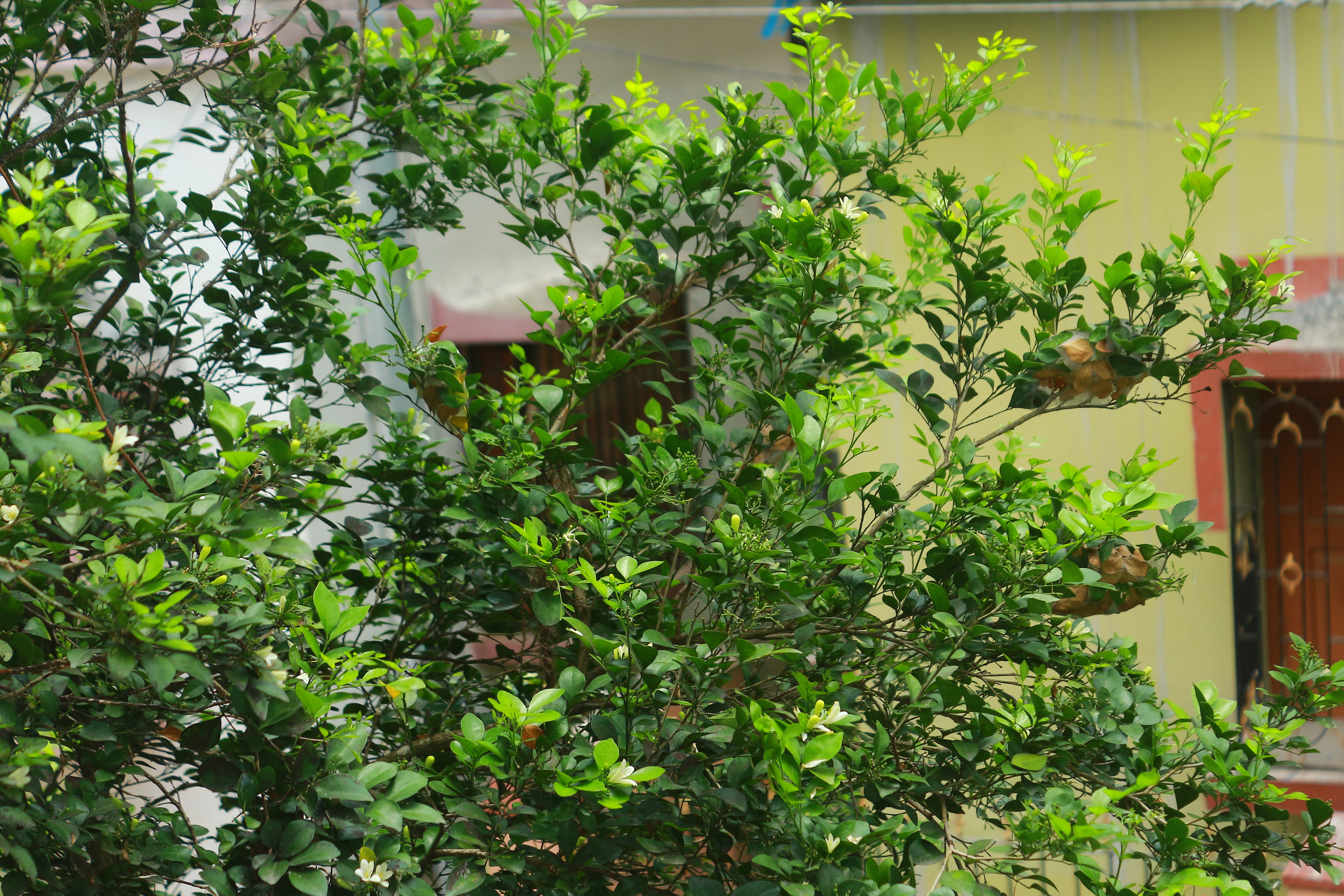 trees, forests, wallpapers, nature, natural, greenery, india