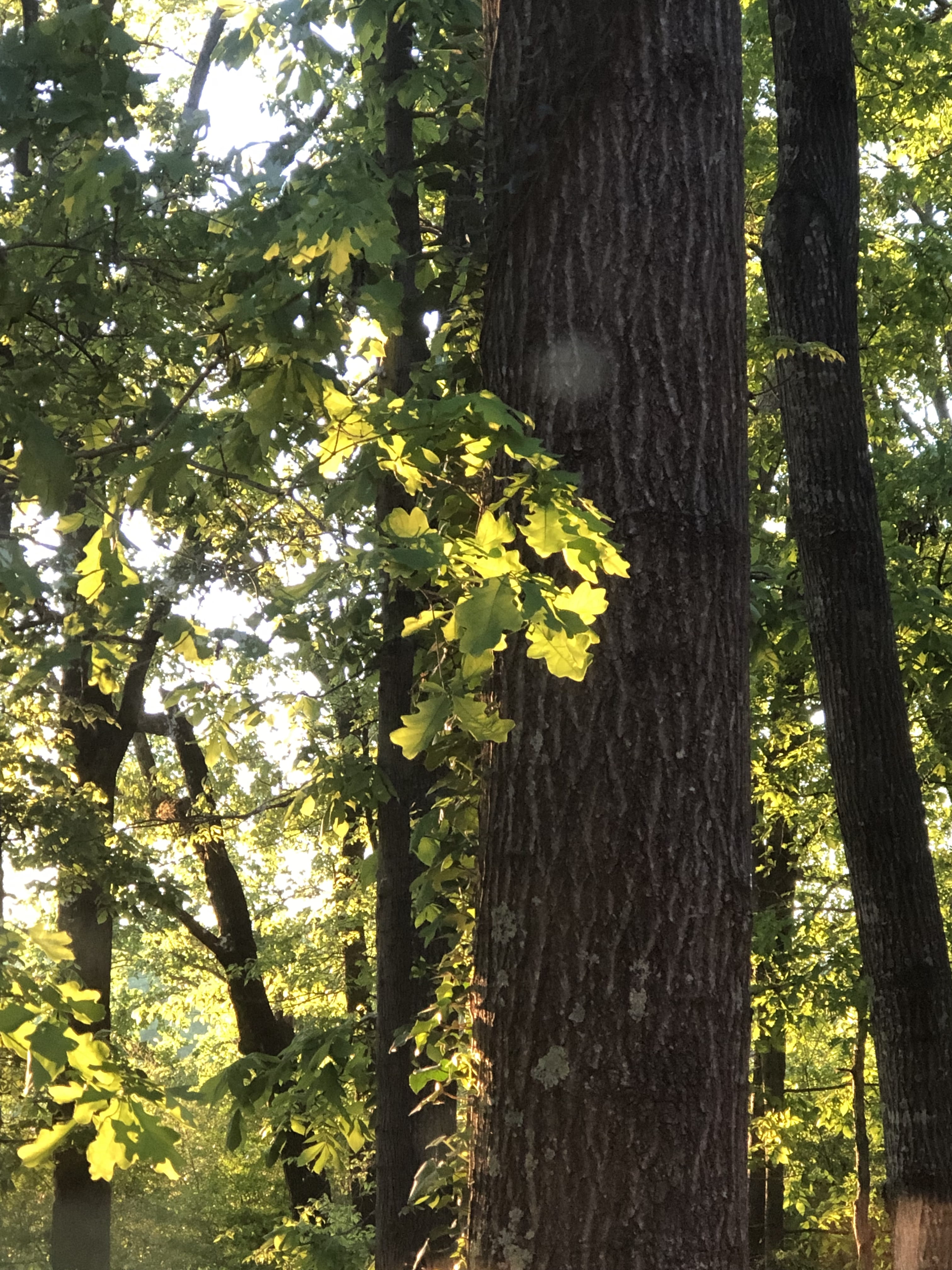 tree trunk, plant, leaf, maple, maple leaf, light, flare, crocus