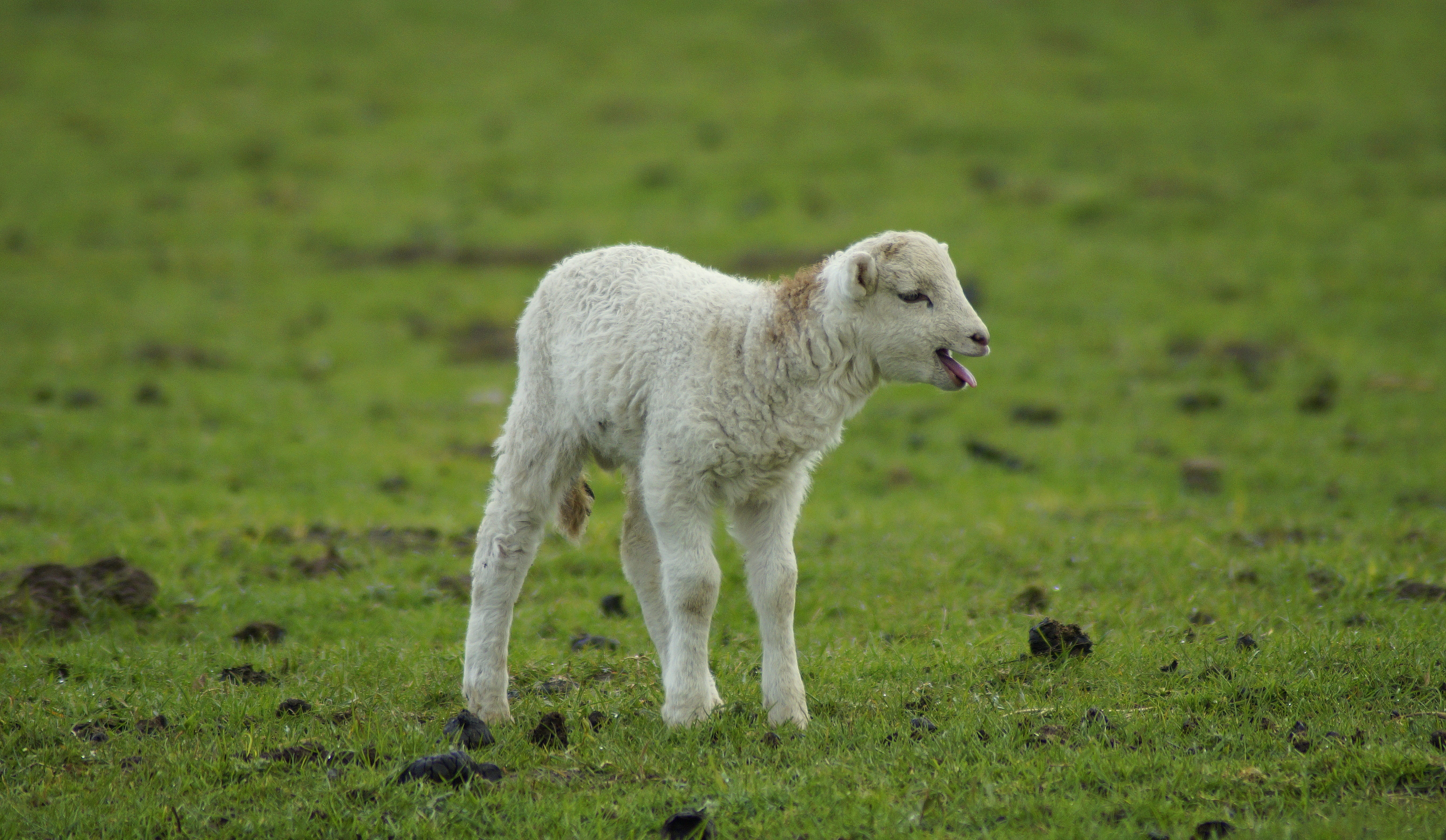 lamb, gets or sets, mama, passover, cute, easter, schäfchen