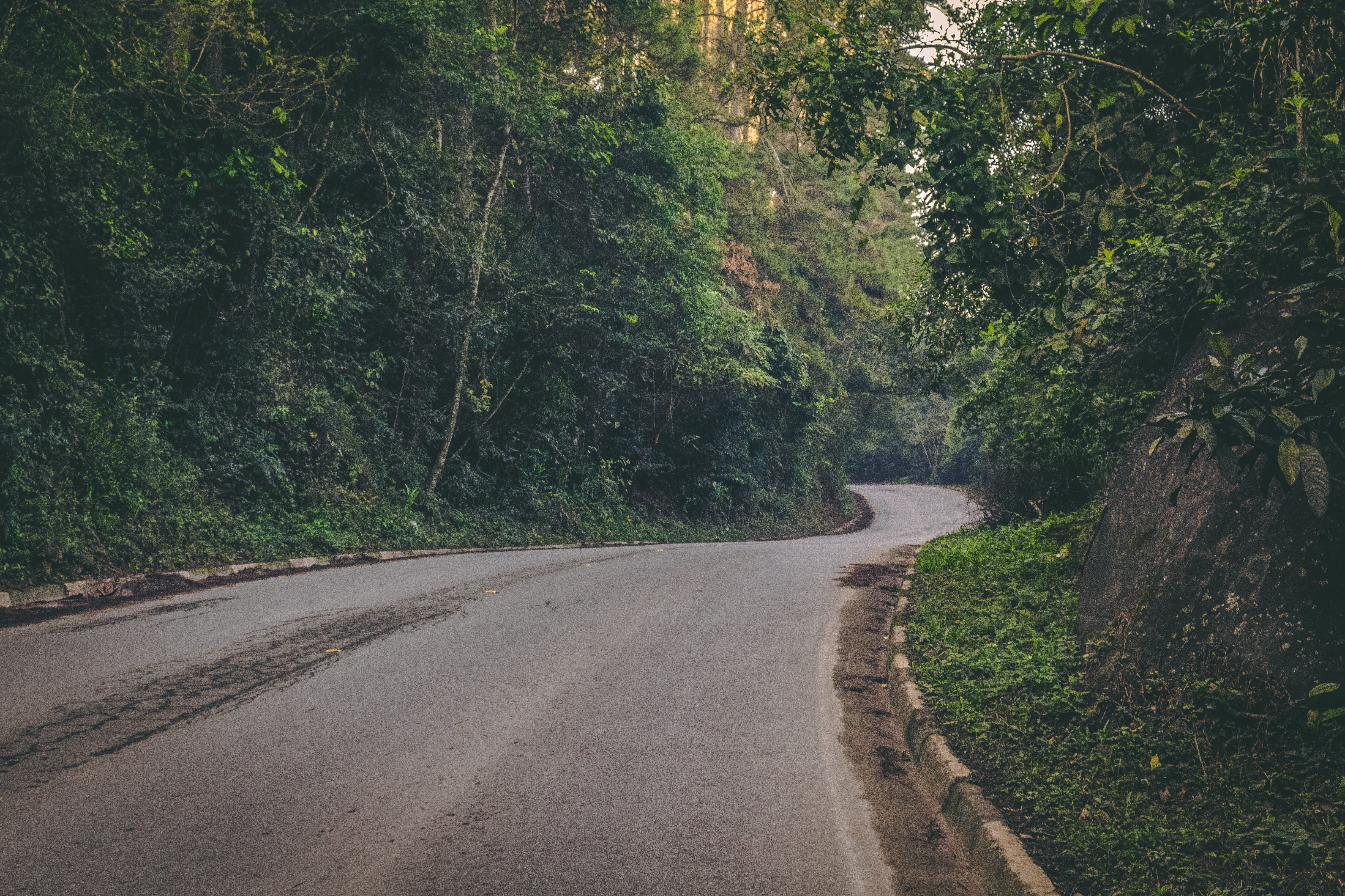 gray asphalt road in between leafed trees, the way forward, direction