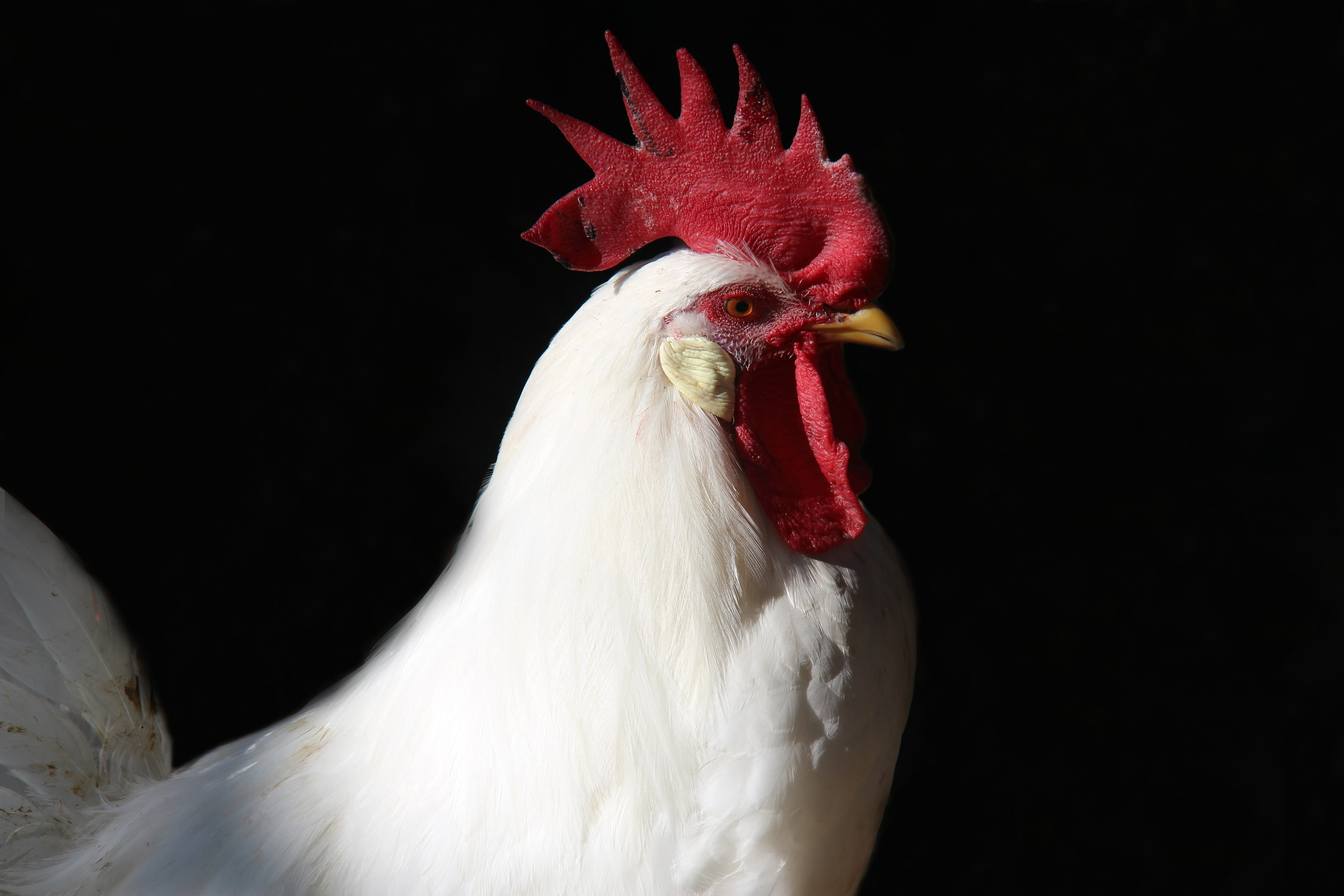 Free download | HD wallpaper: rooster, farm, chicken, feather, bird