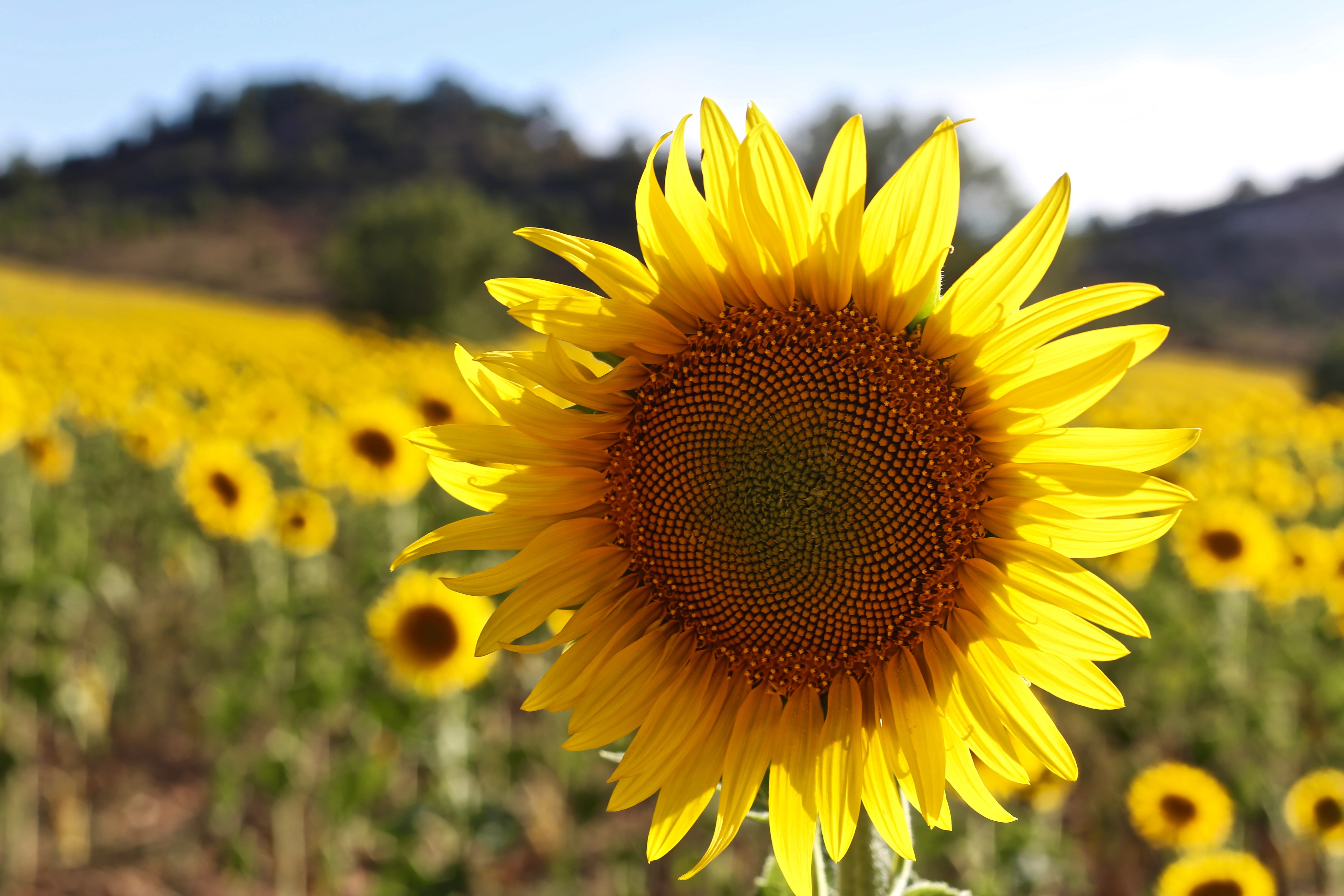sunflower, plants, fields, nature, landscape, natural, summer
