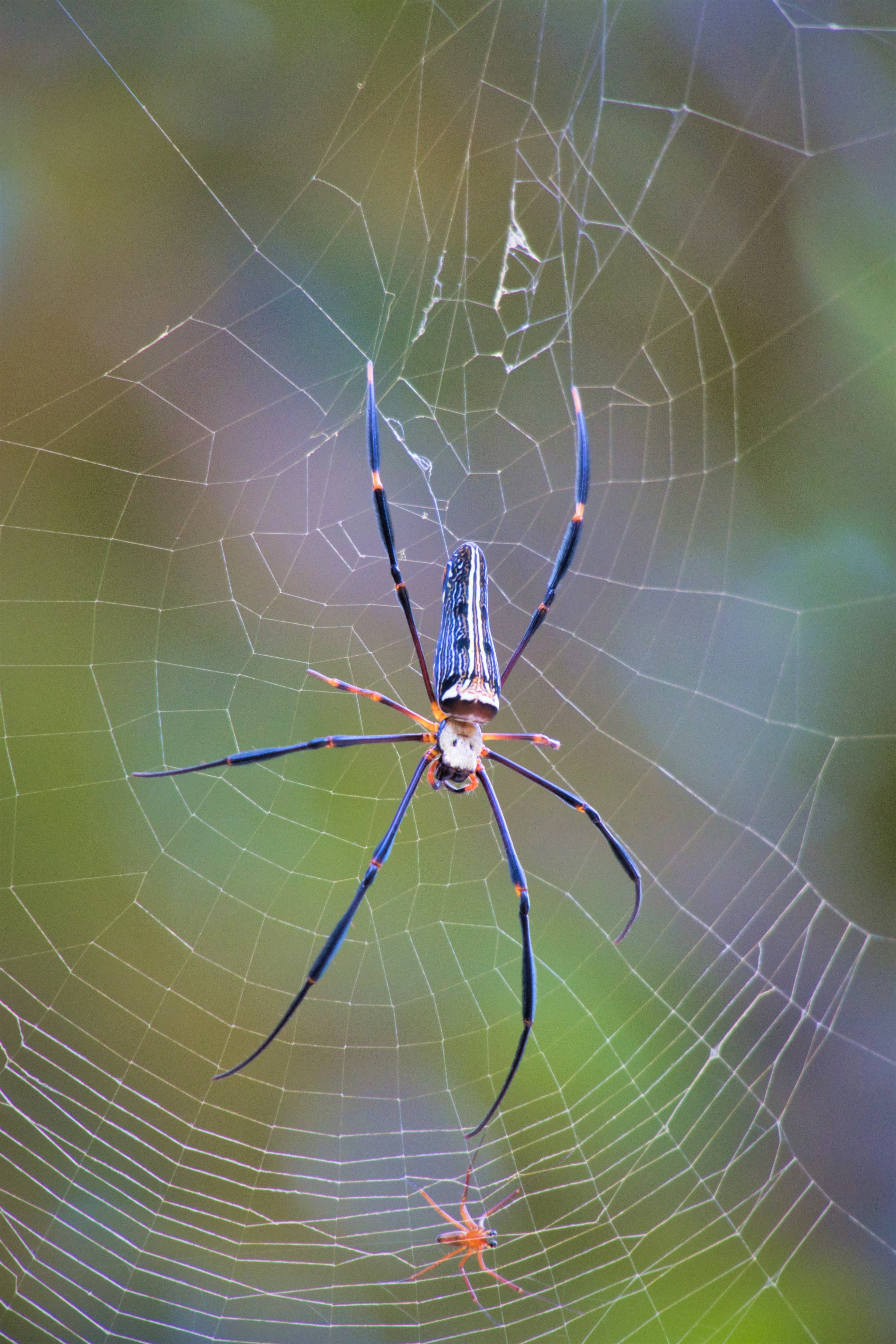 big spider, spider silk, wheel web spiders, araneidae, thailand