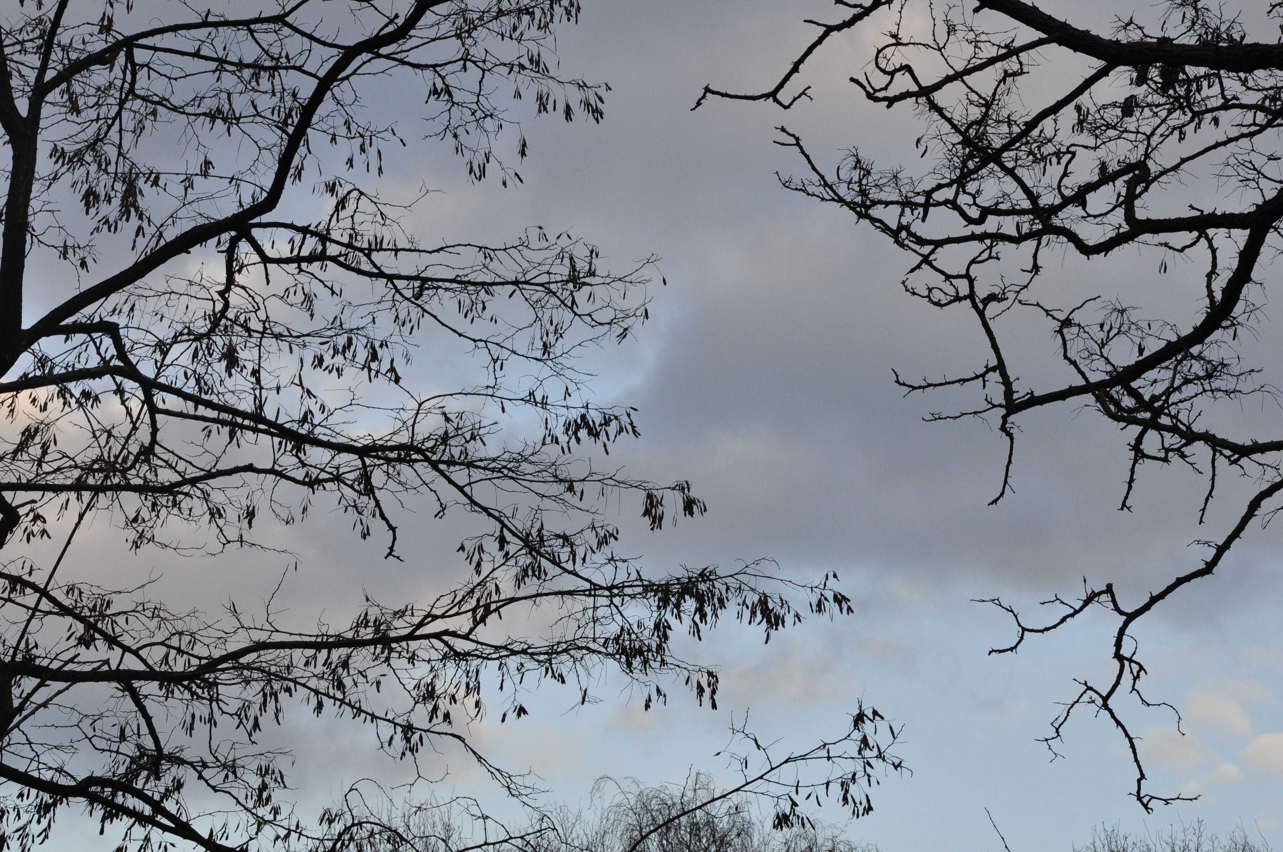 sky, aesthetic, tree, nature, landscape, forest, mood, branches