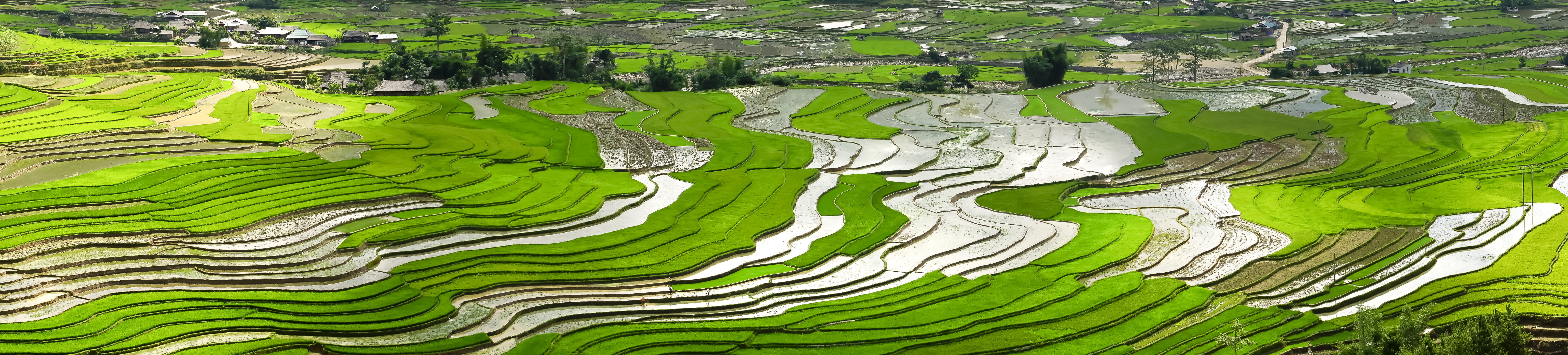 season, pour water, transplanted rice, minority, field, terraces