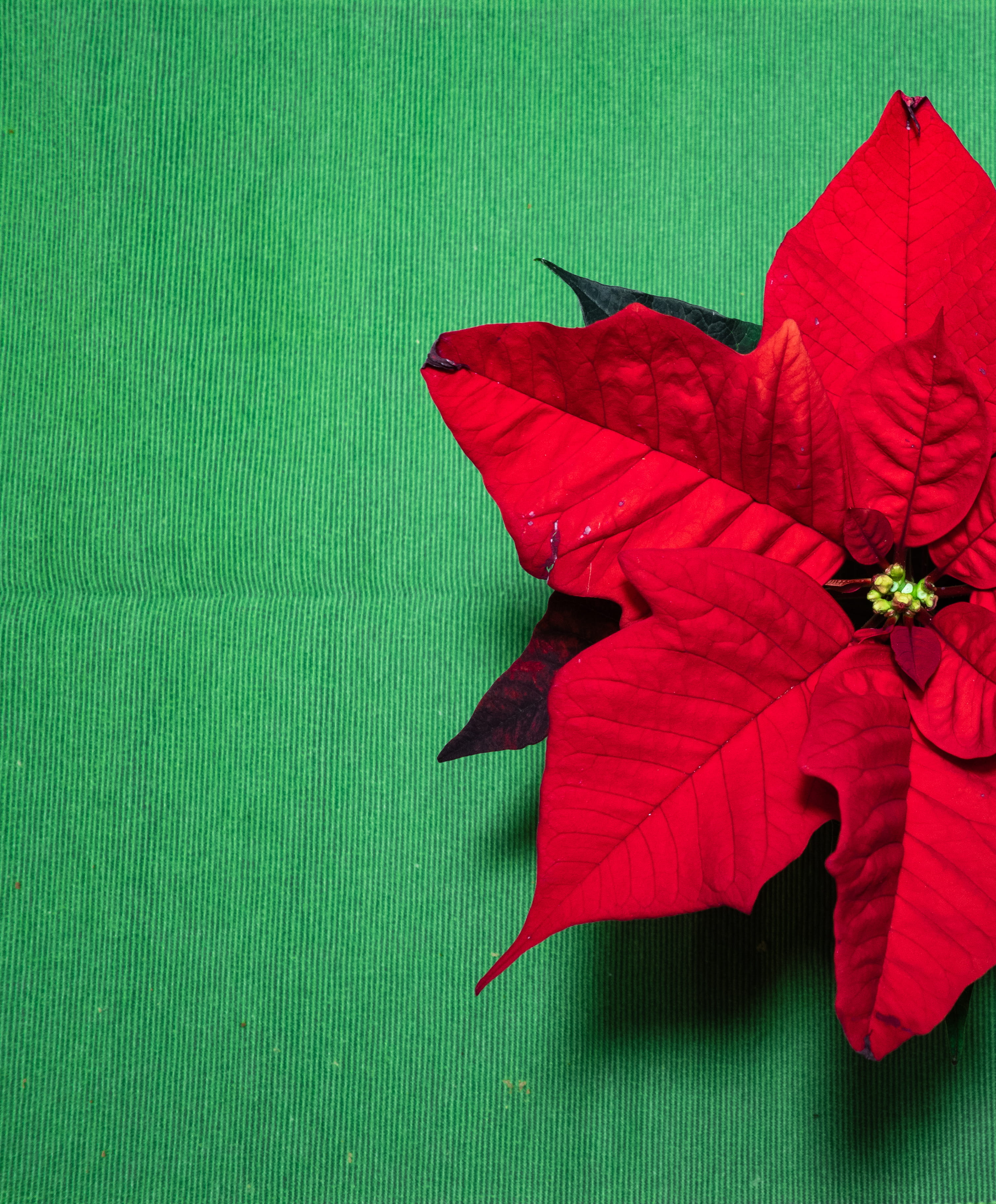 plant, leaf, tree, maple leaf, flower, green, star, christmas