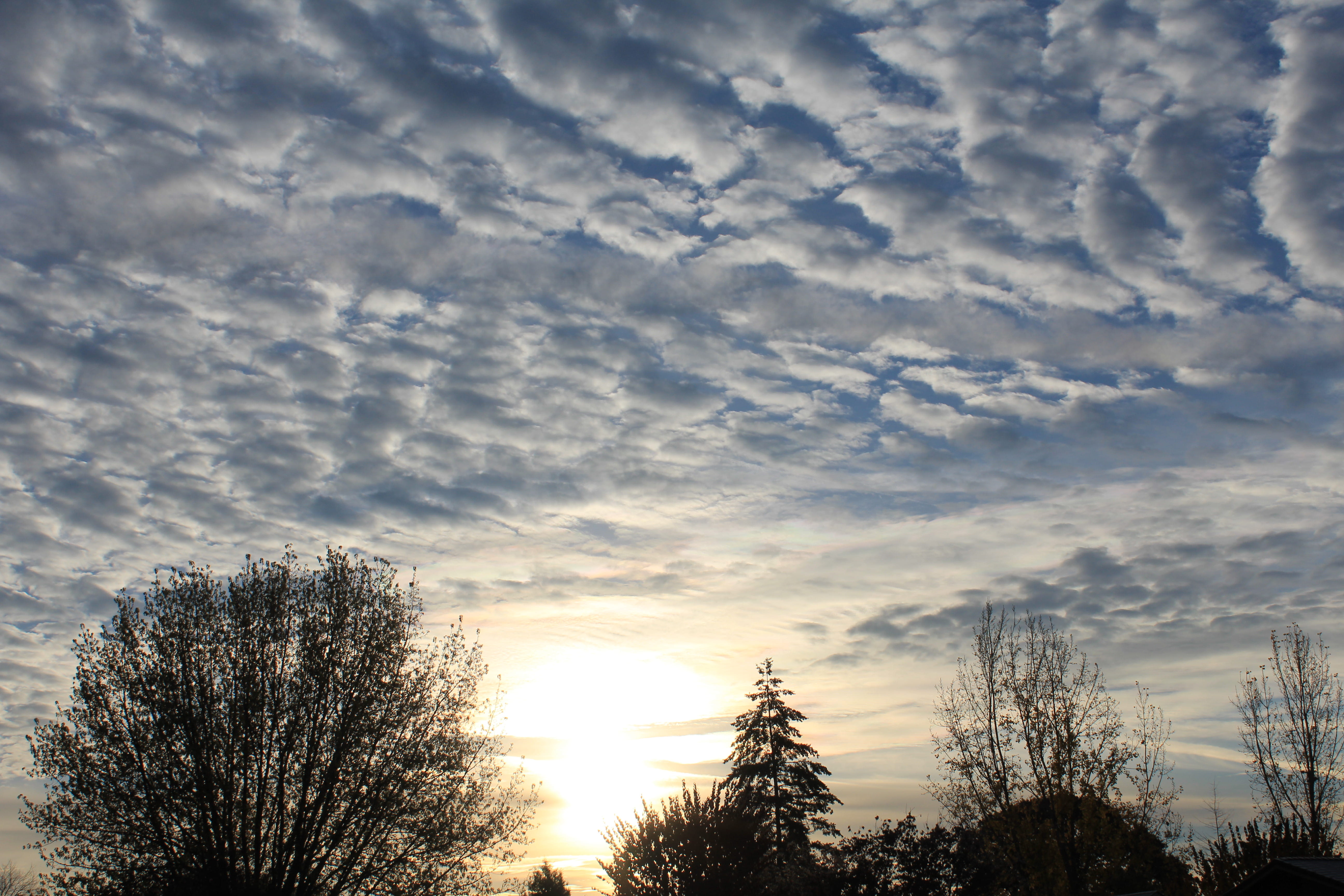 background, wallpaper, clouds, trees, morning, sky, cloud - sky