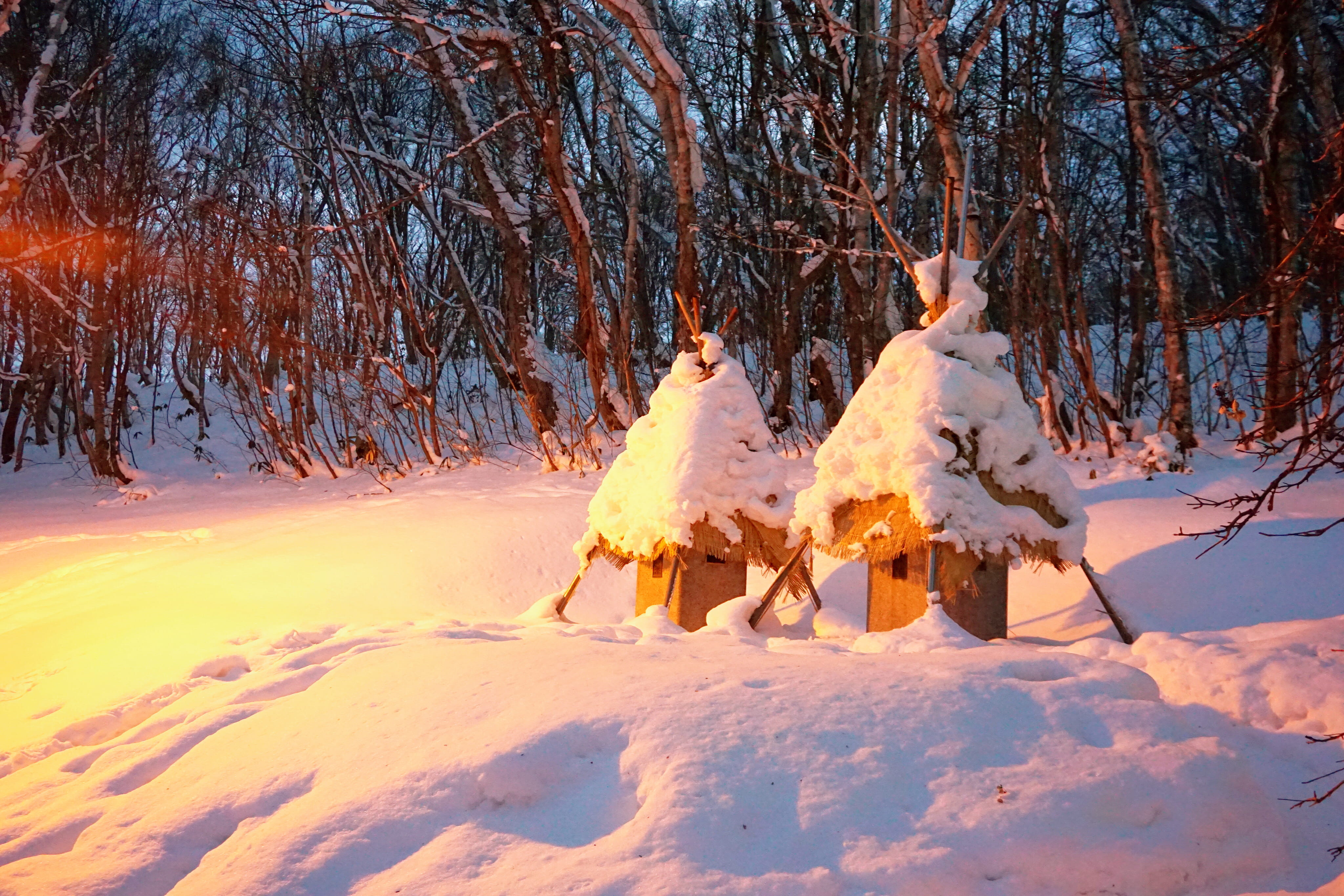 lothouse, snow, winter, tree, cold temperature, forest, land
