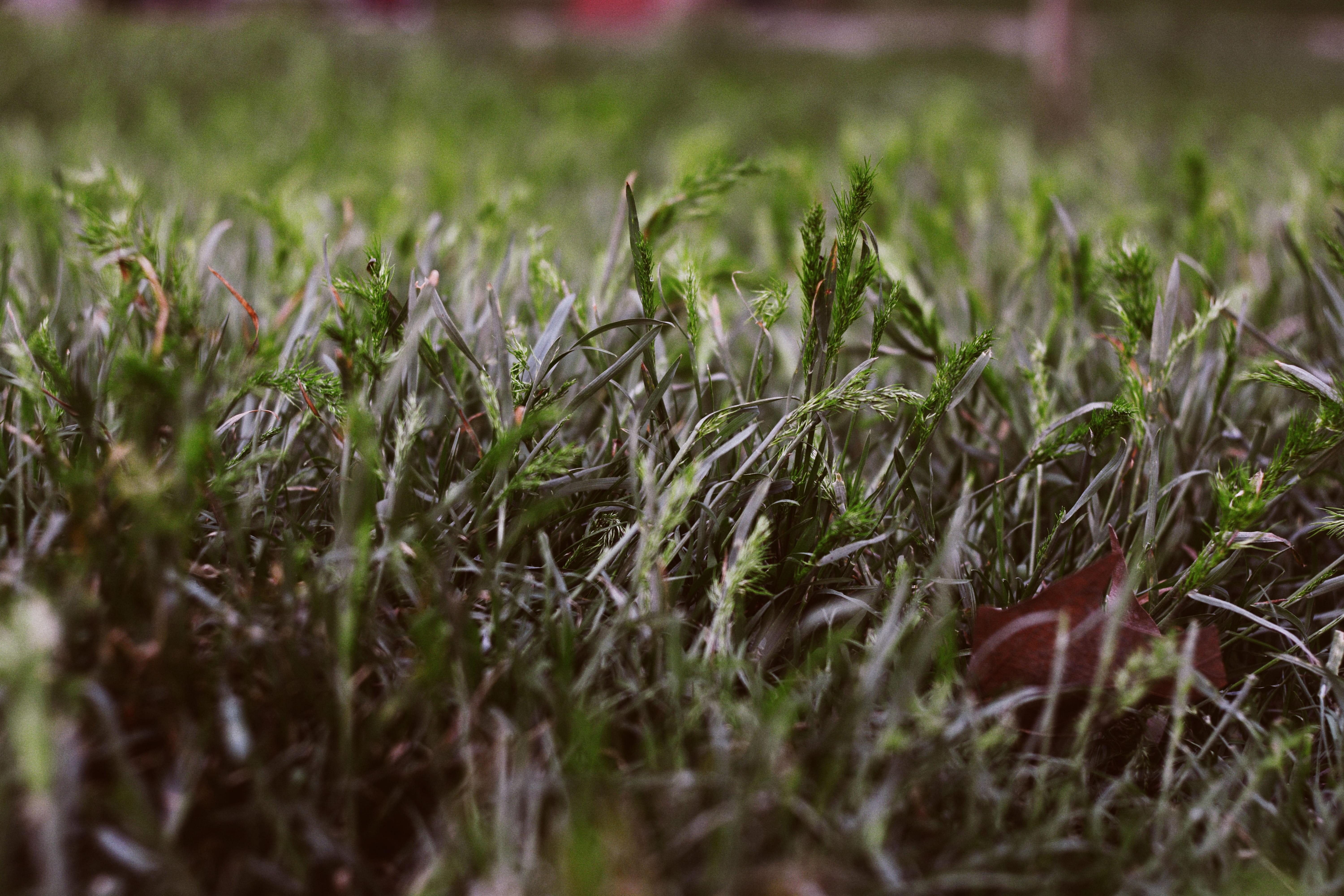 grass, summer, spring, wallpaper, texture, background, vsco