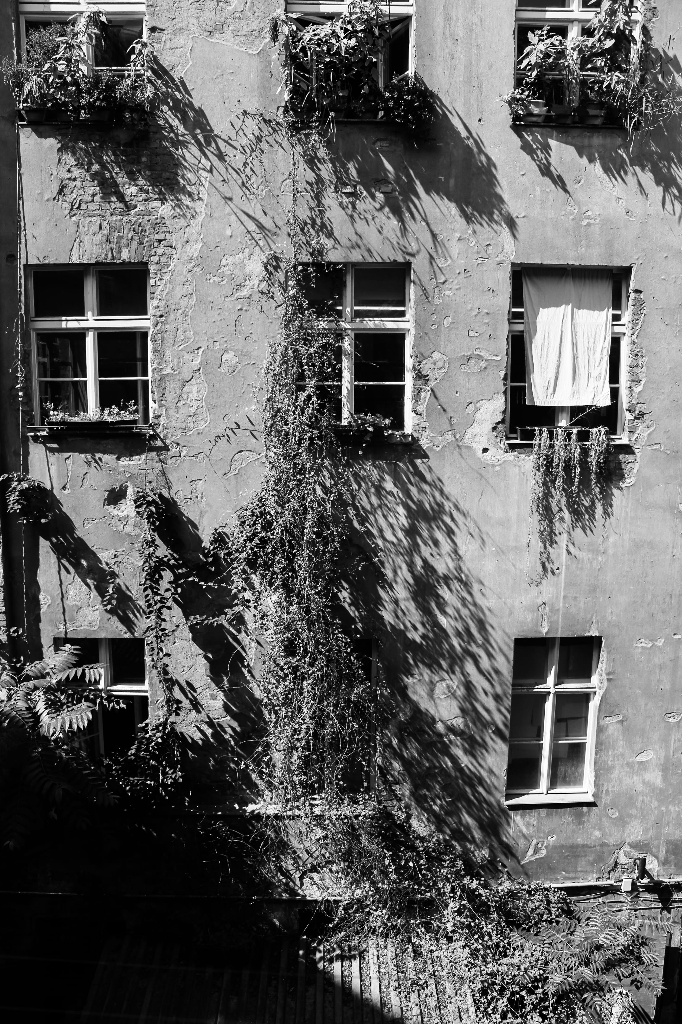 berlin, germany, plants, photography, windows, light, shadows