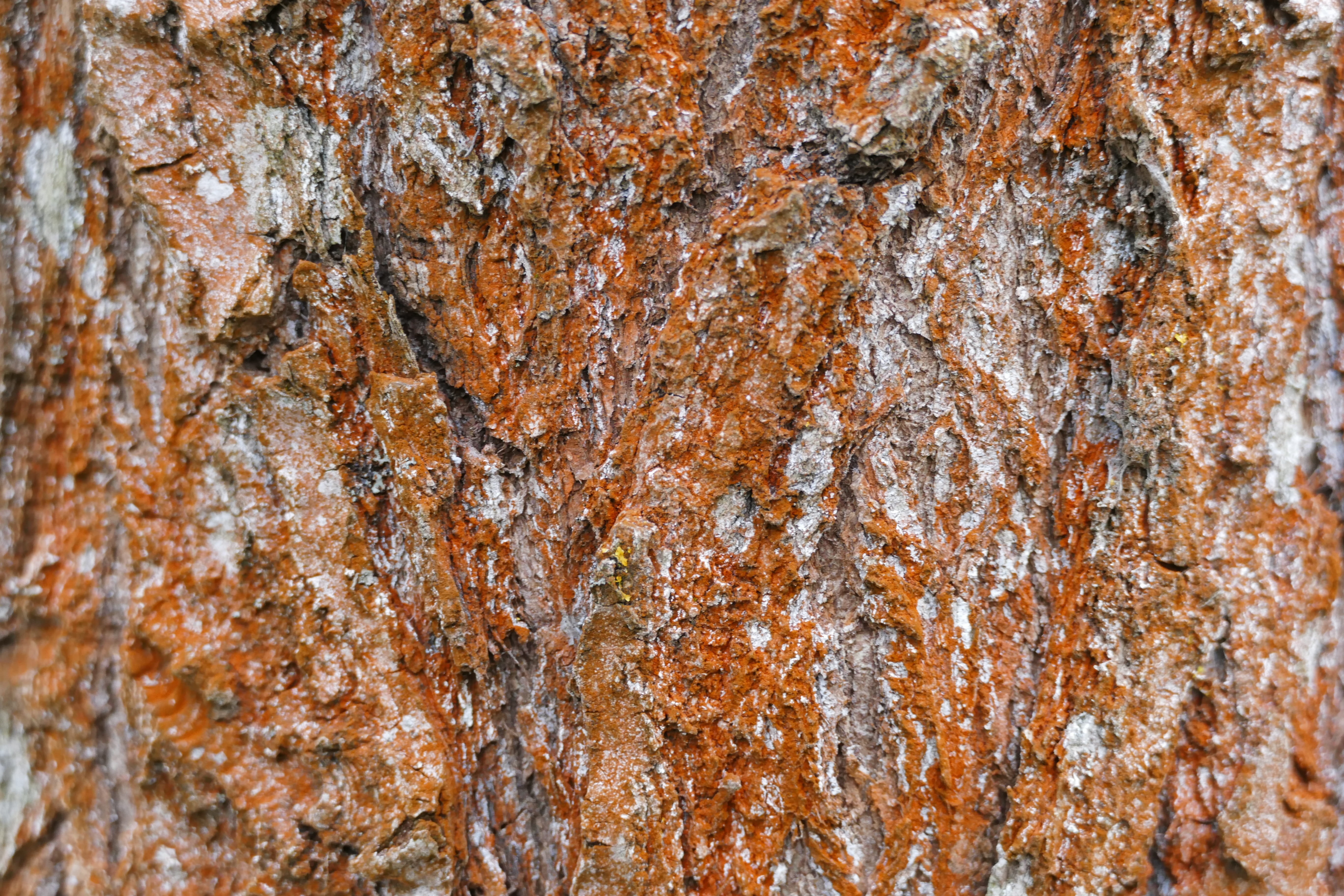 tree, bark, pine, nature, forest, pattern, structure, full frame