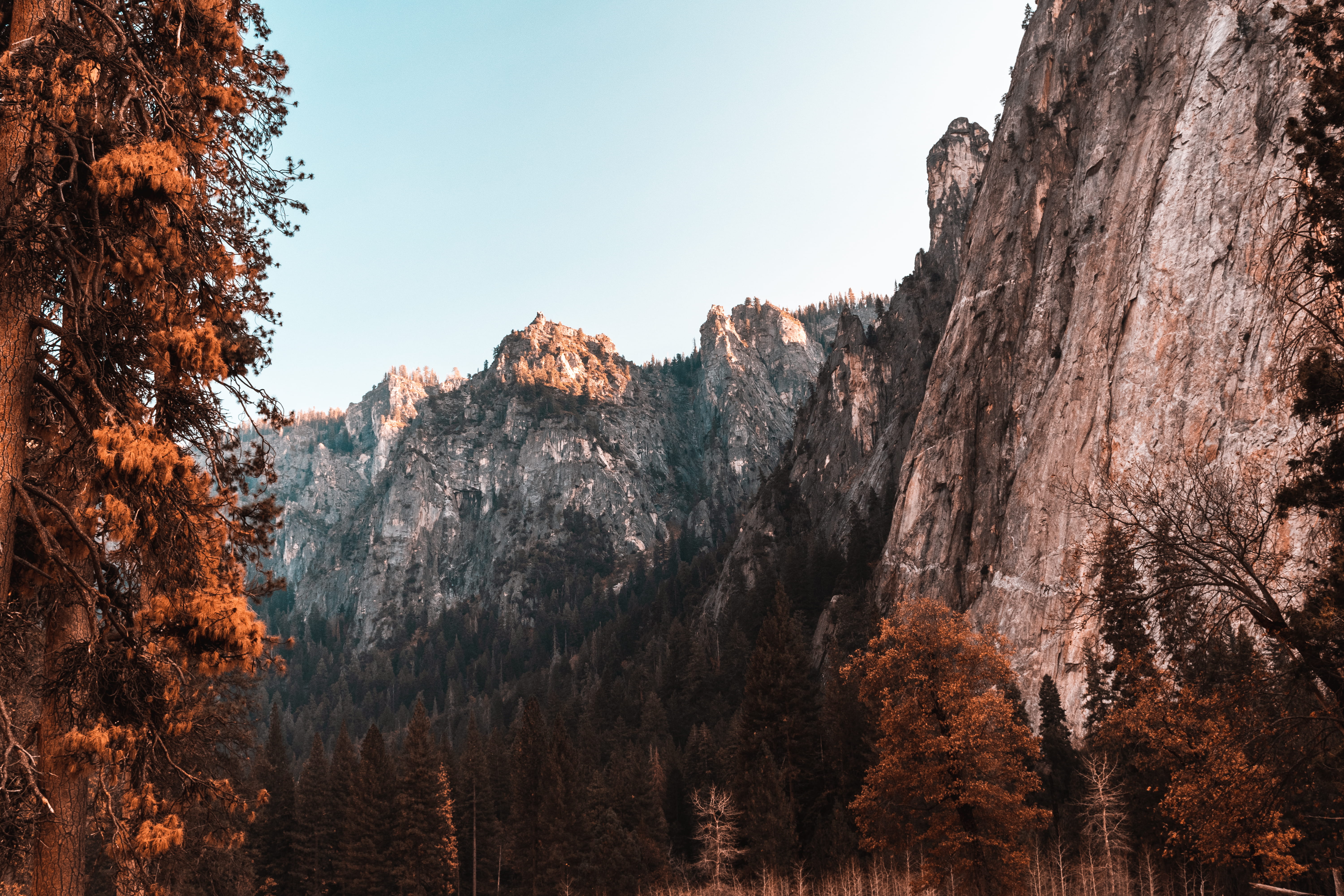 mountain range in distant, outdoors, plant, tree, nature, abies