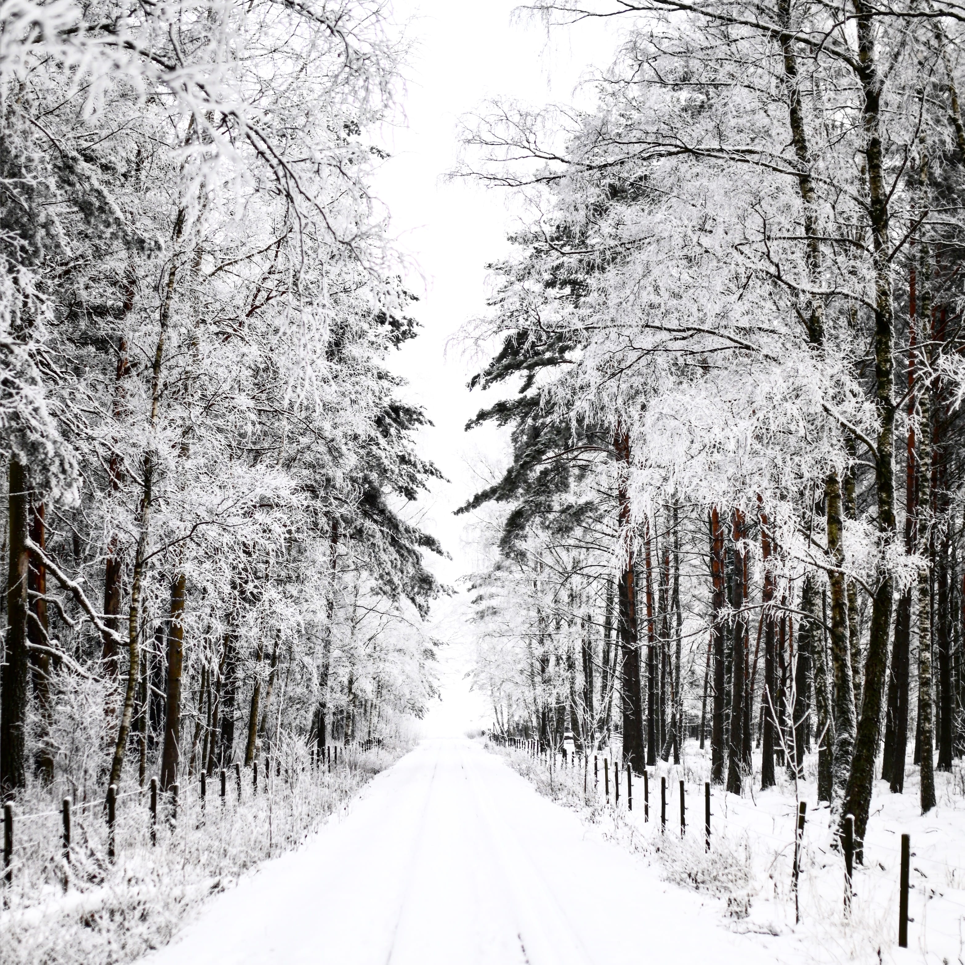 pathway between trees covered with snow, cold temperature, plant