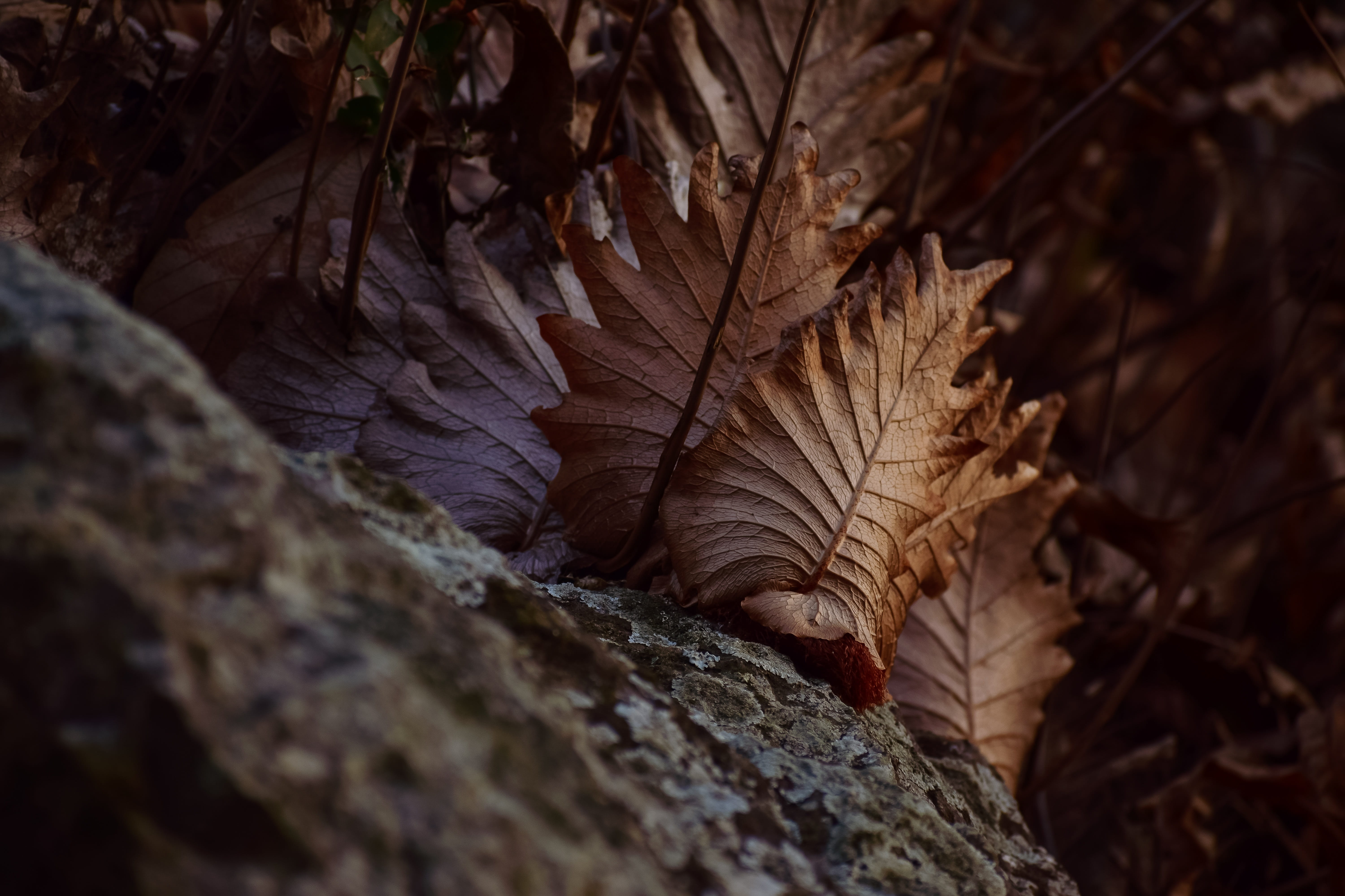leafs, stone, sunlight, evening, hills side, tree, nature, selective focus