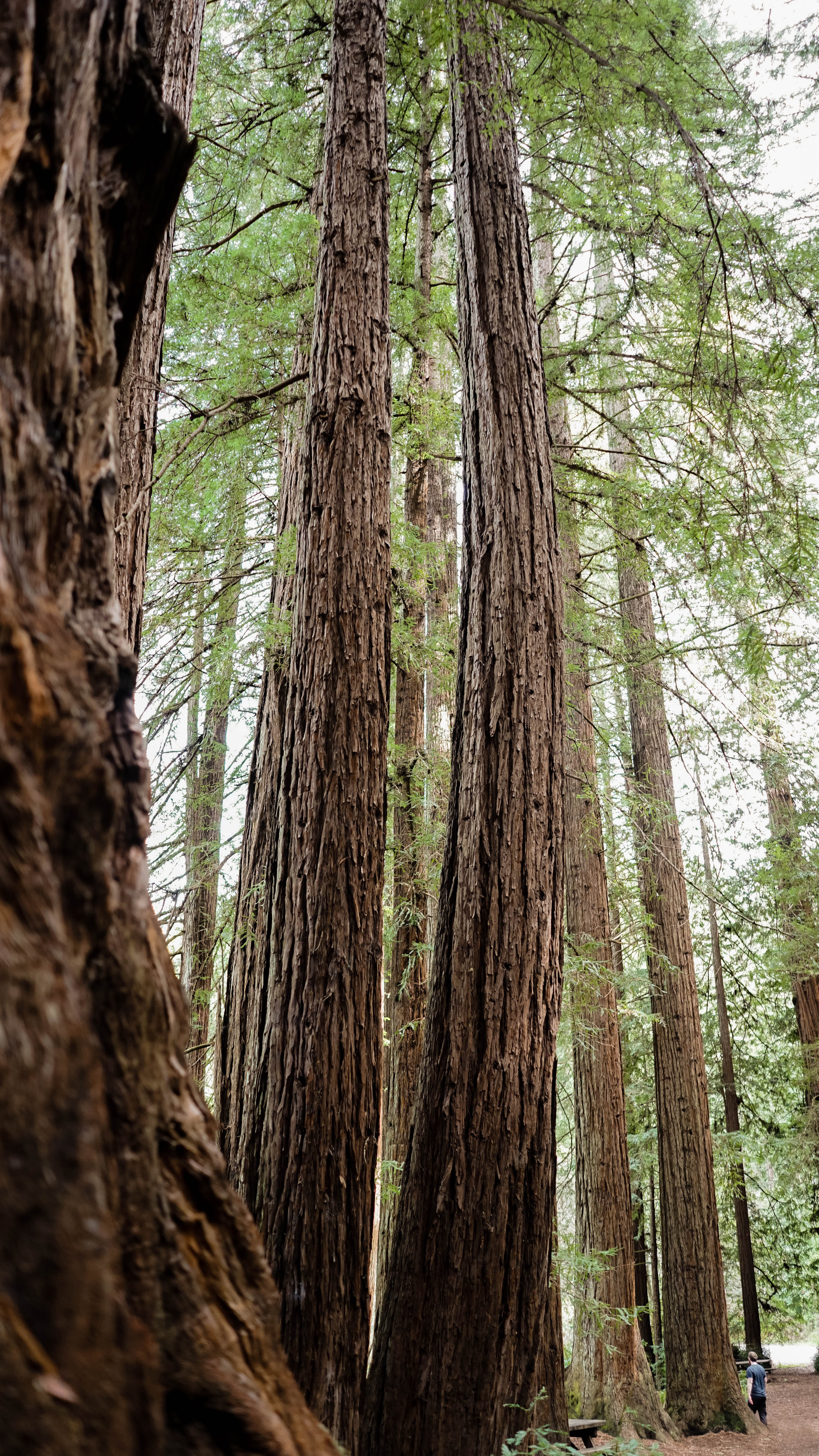 green leafed trees during daytime, plant, tree trunk, forest