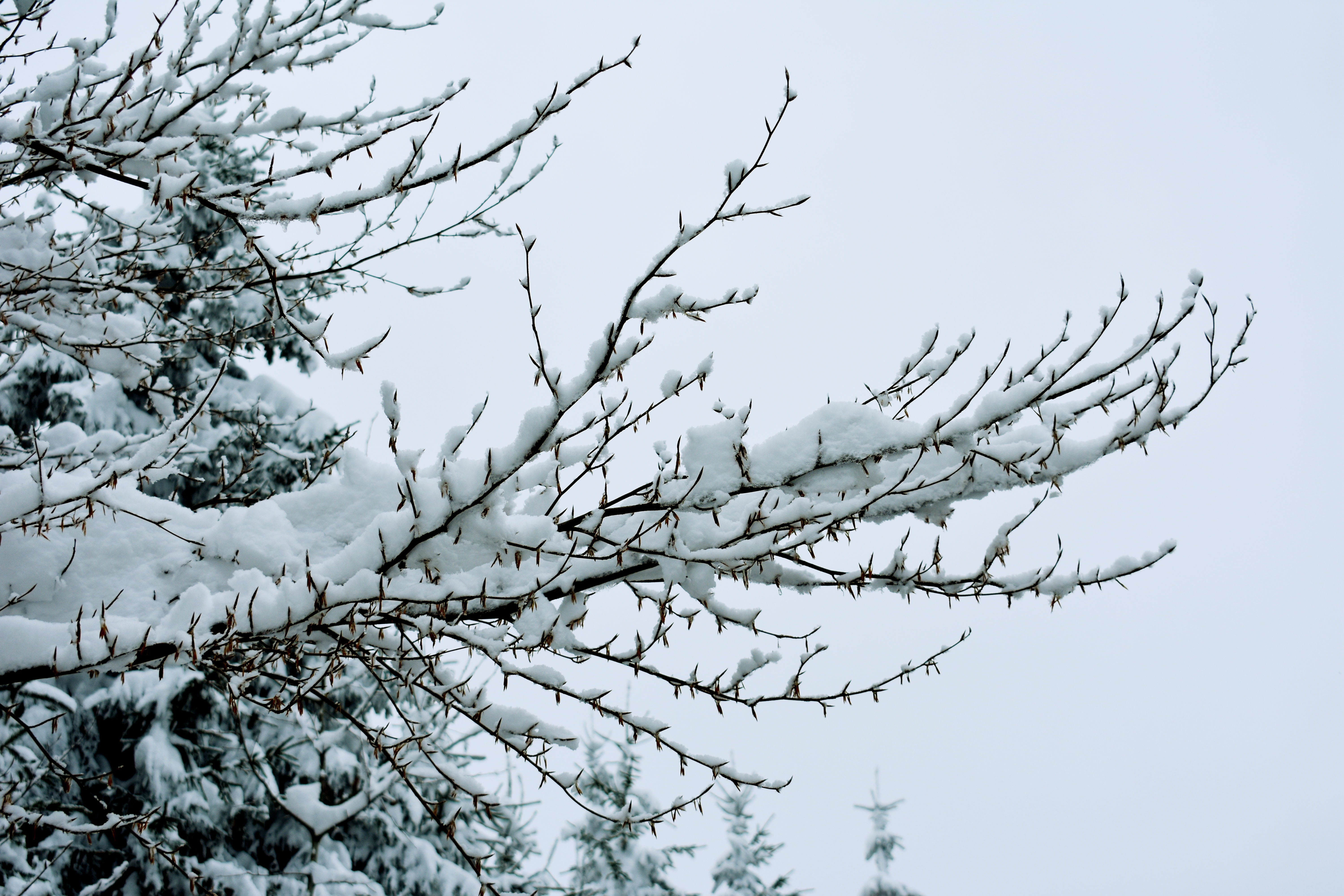 snow, winter, branches, tree, sky, white, cold, cold temperature