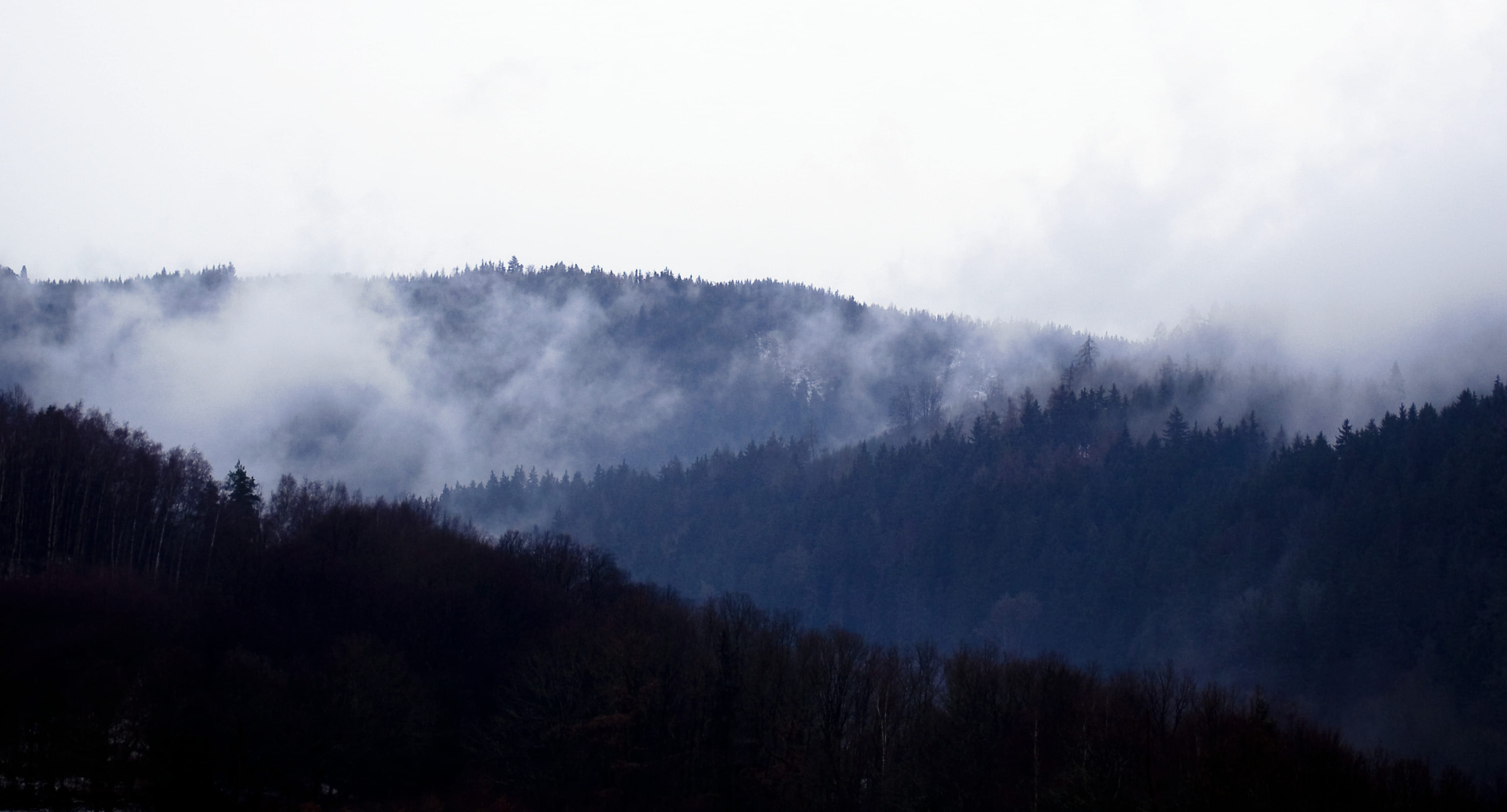 Green Leaf Trees Under White Clouds, cloudy, daylight, environment
