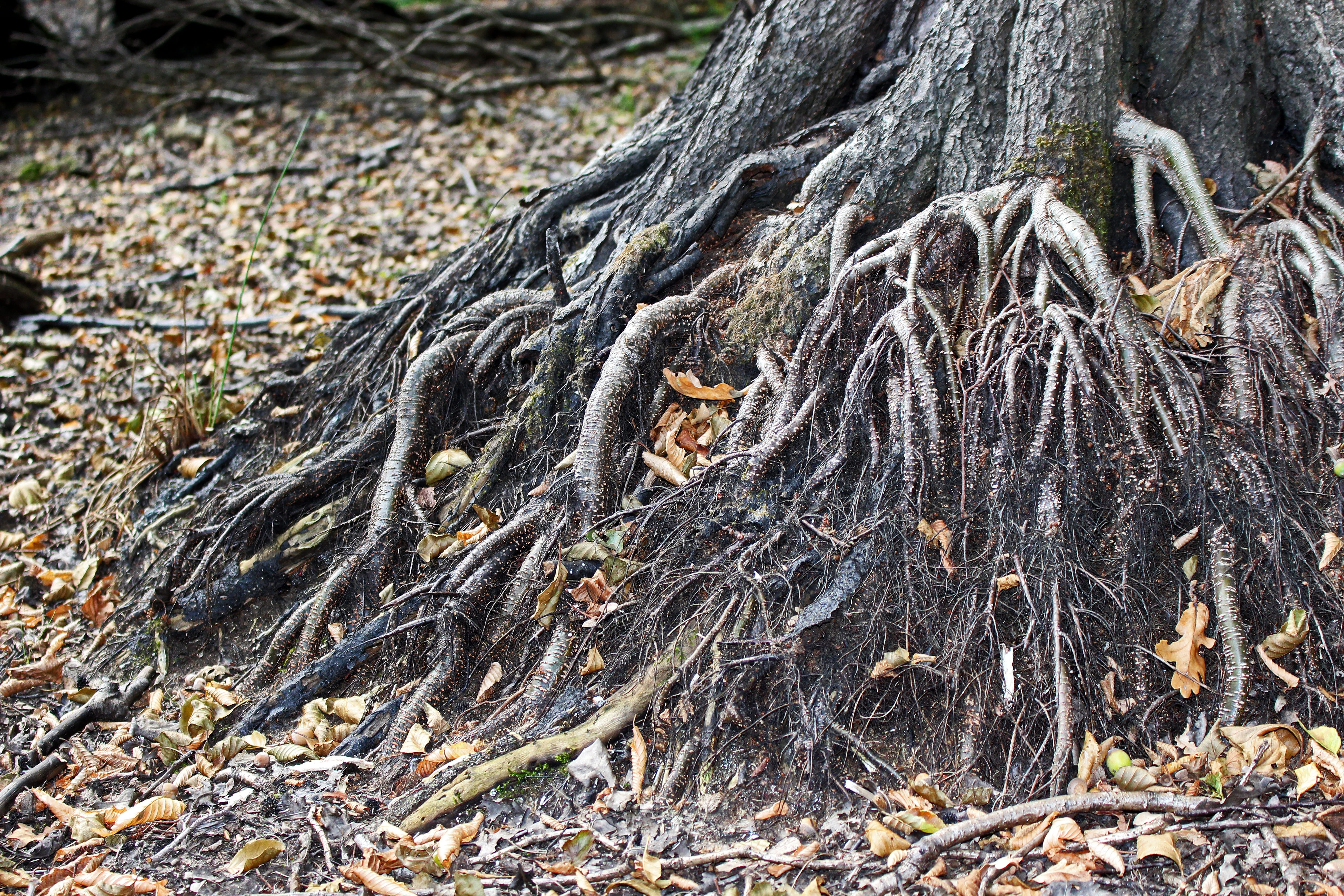 old tree, root, tree roots, nature, forest, tribe, wood, log