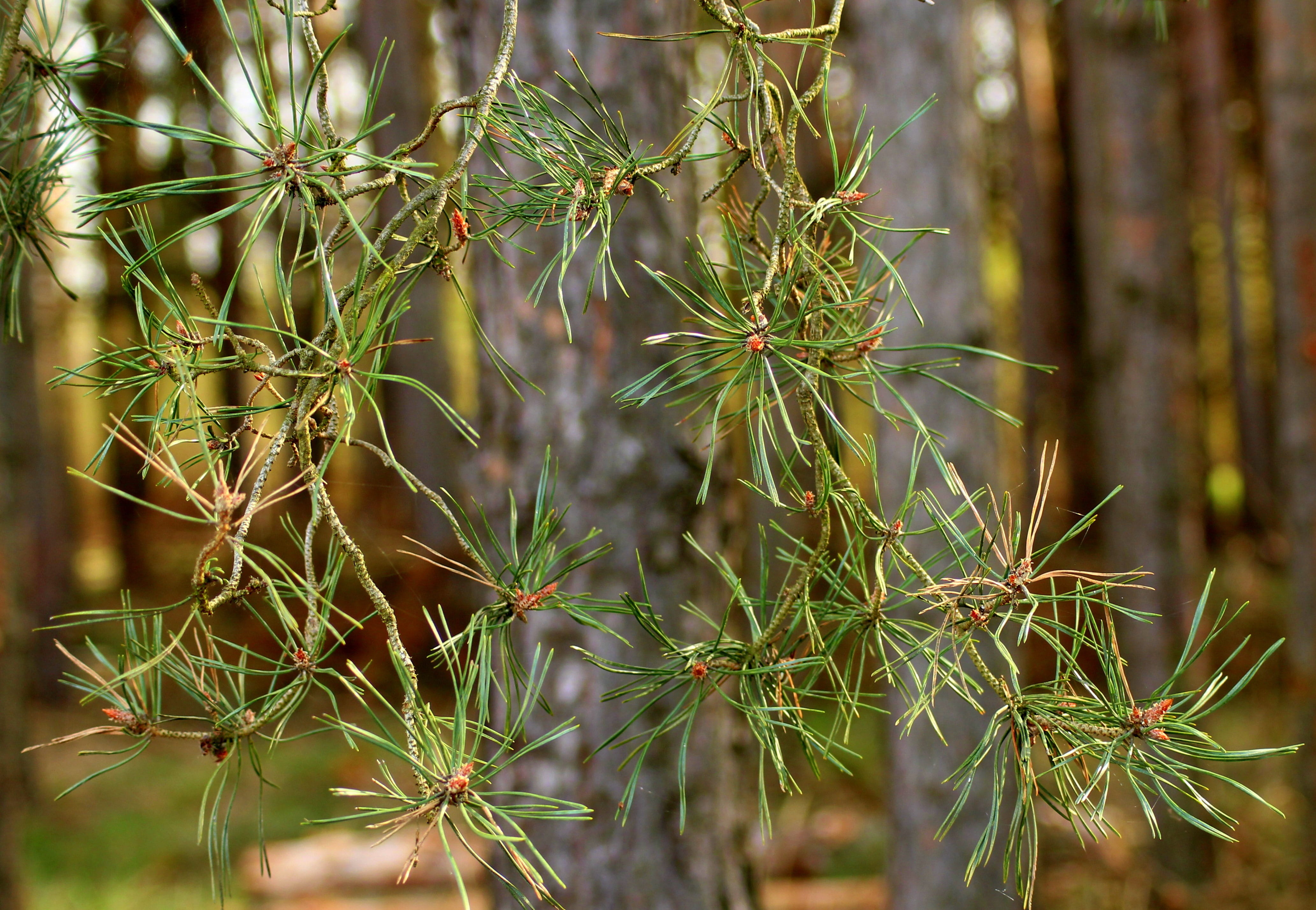 forest, pine, pine needles, forest landscape, tree, figure