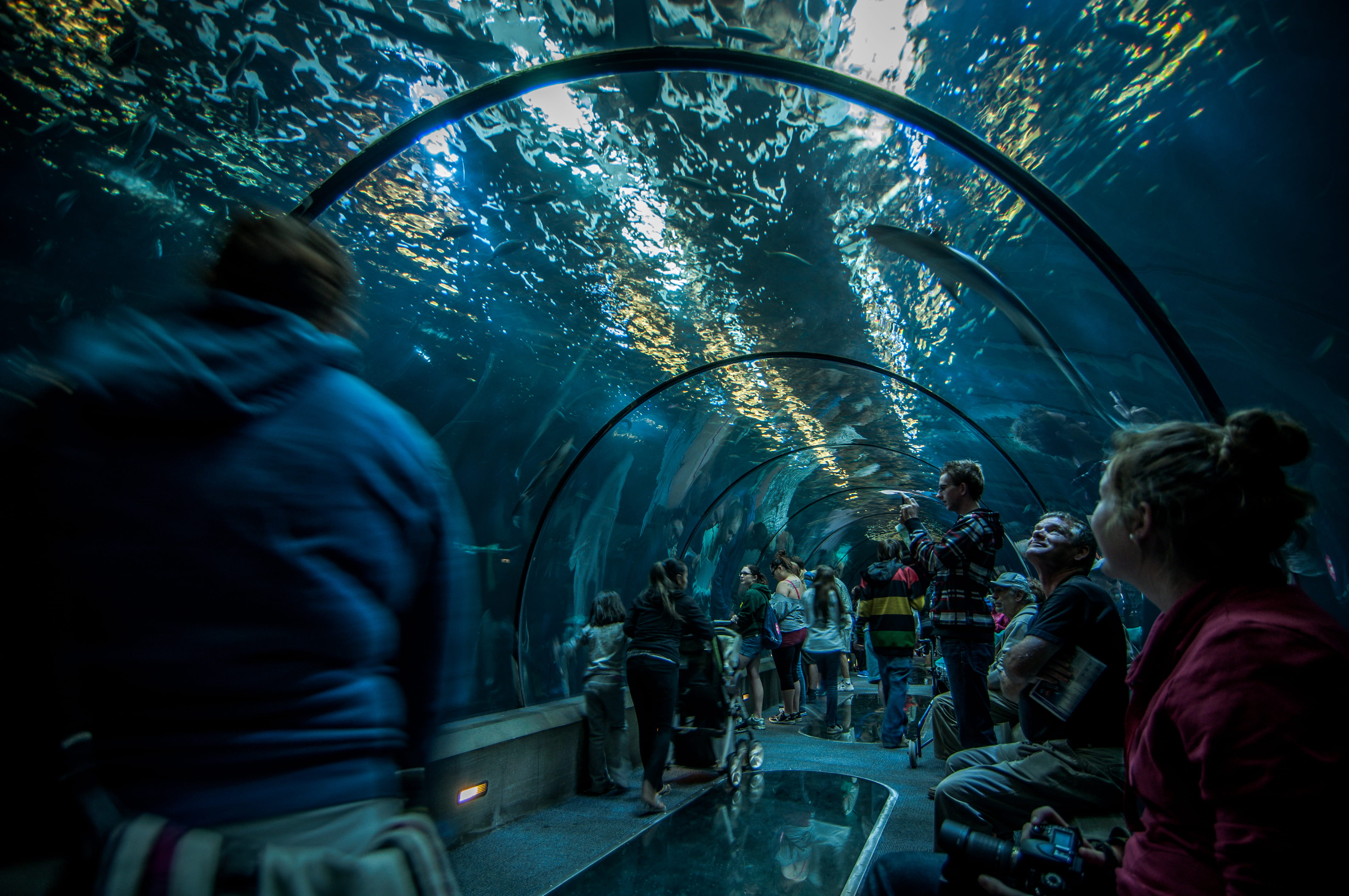 people inside aquarium, person, human, newport, animal, sea life