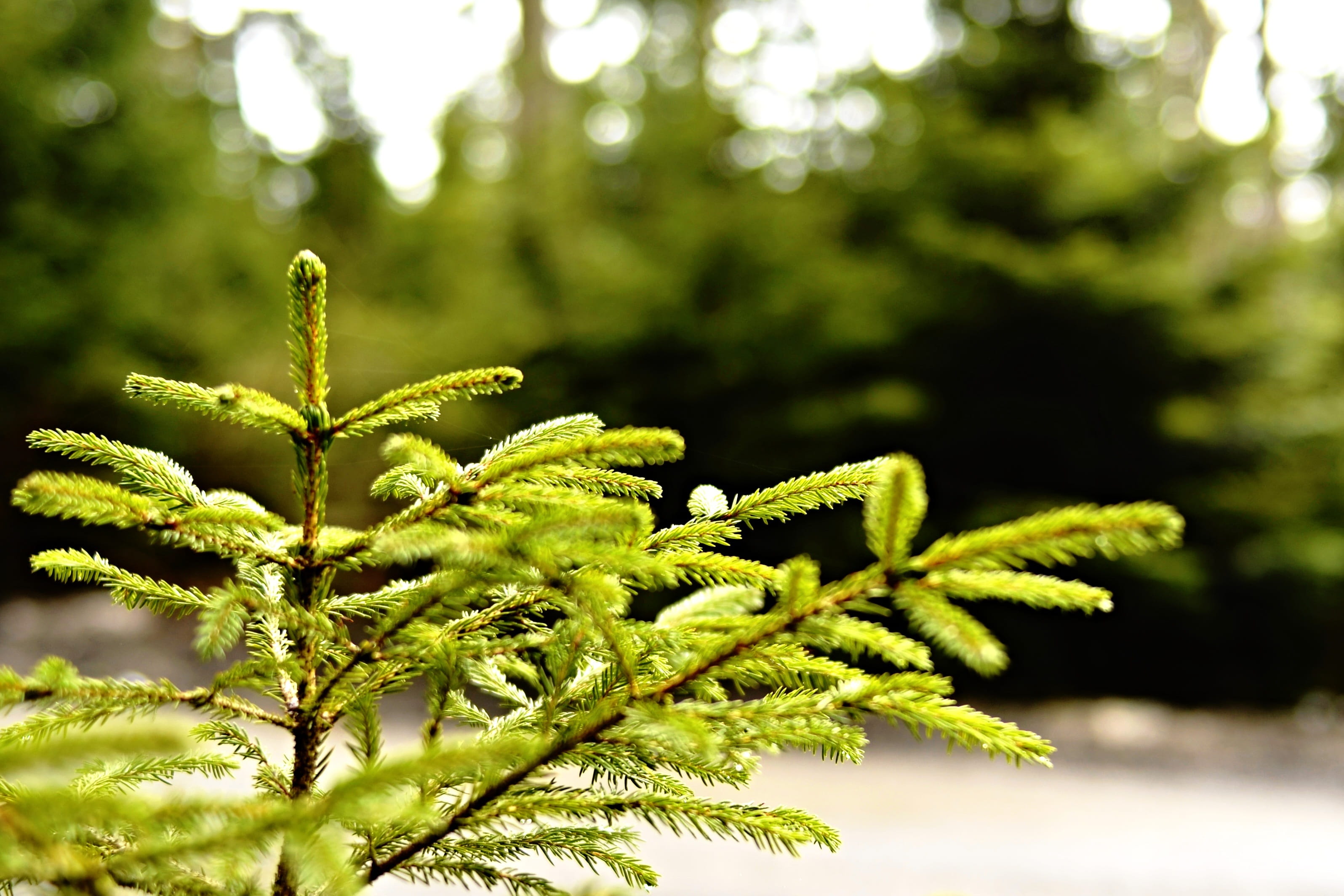 forest, wood, tree, trees, conifer, evergreen, nature, bright