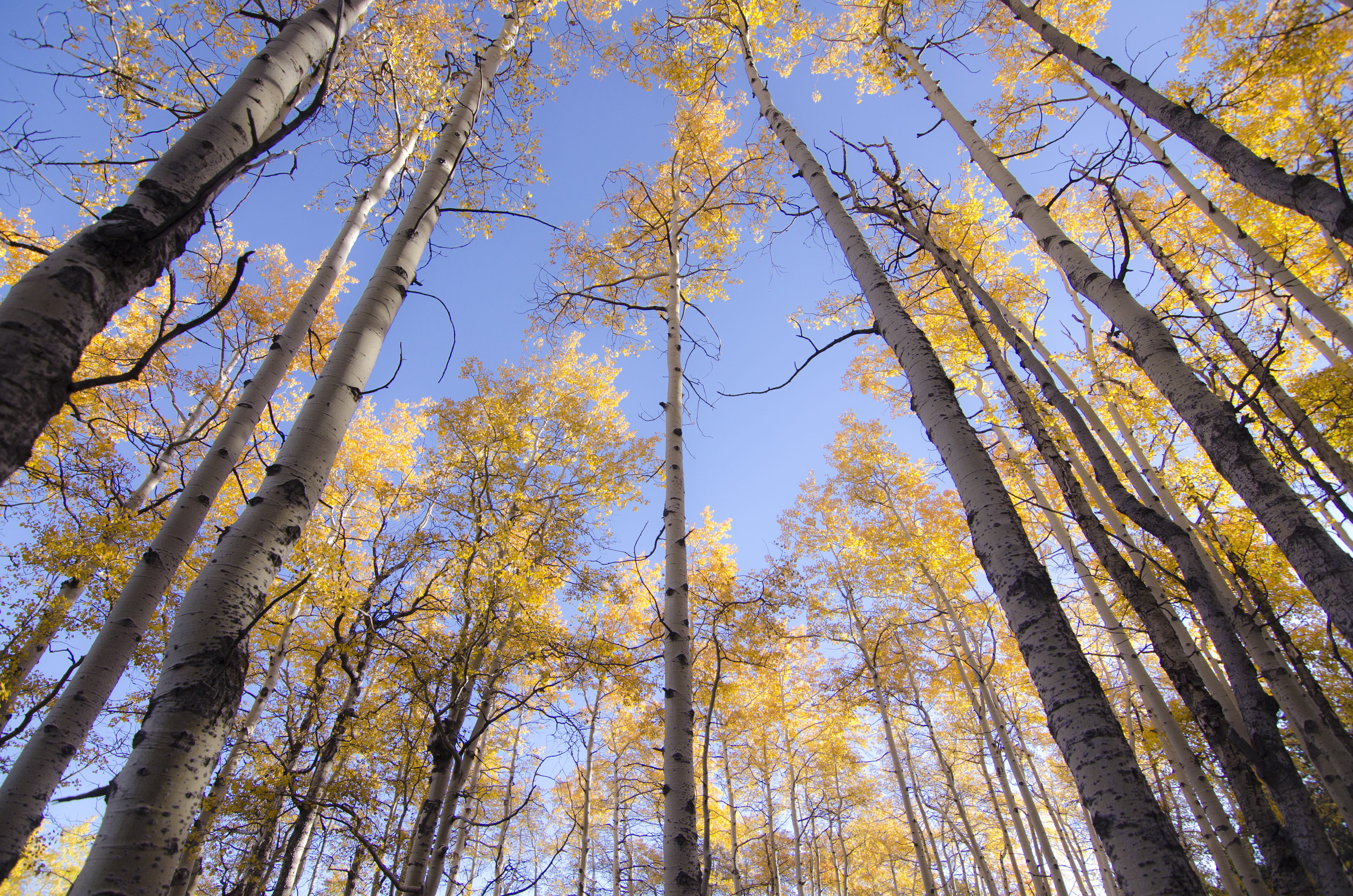 sky, mountain, fall, tree, plant, low angle view, tree trunk