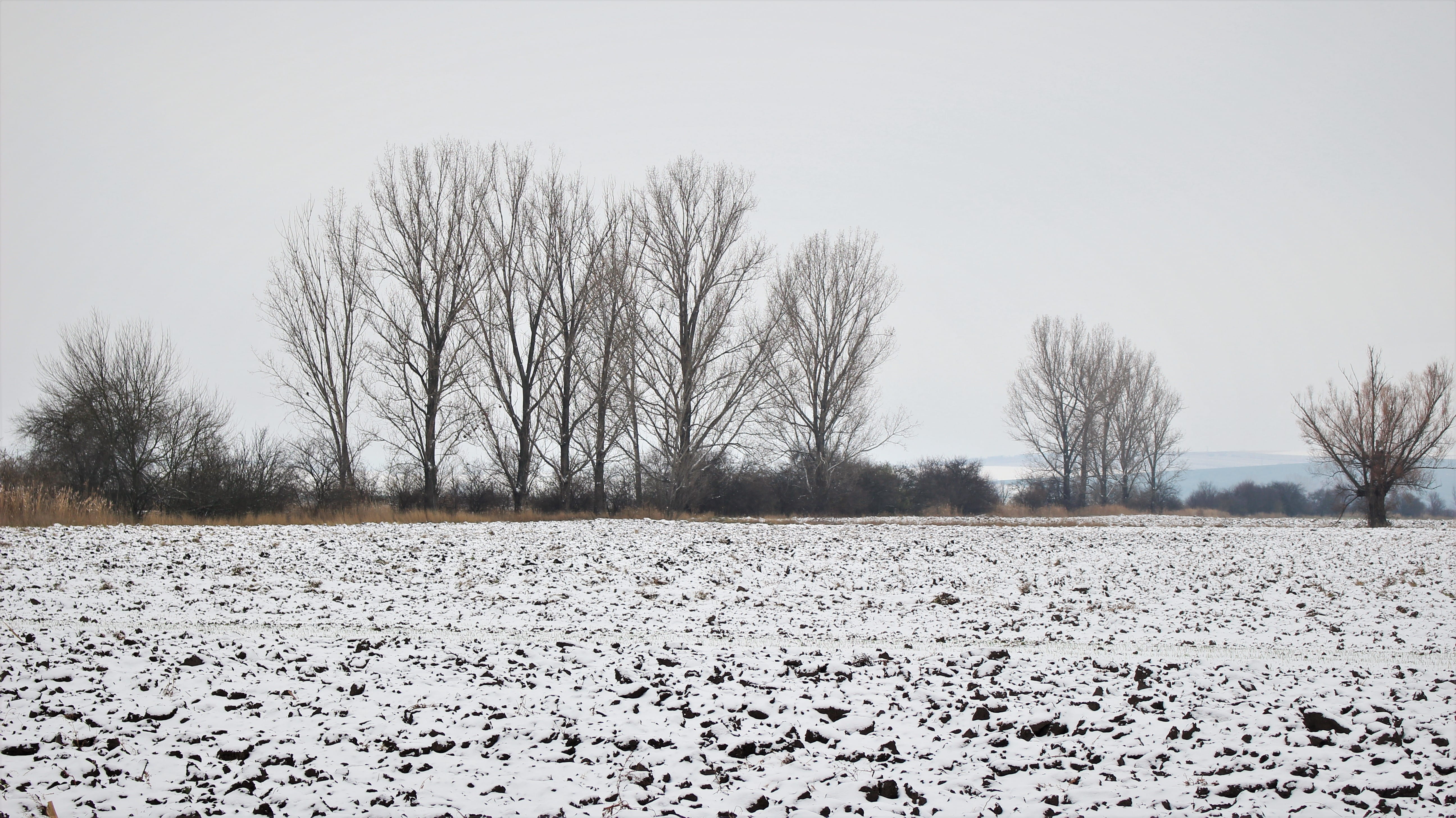 cold temperature, snow, winter, tree, bare tree, sky, nature