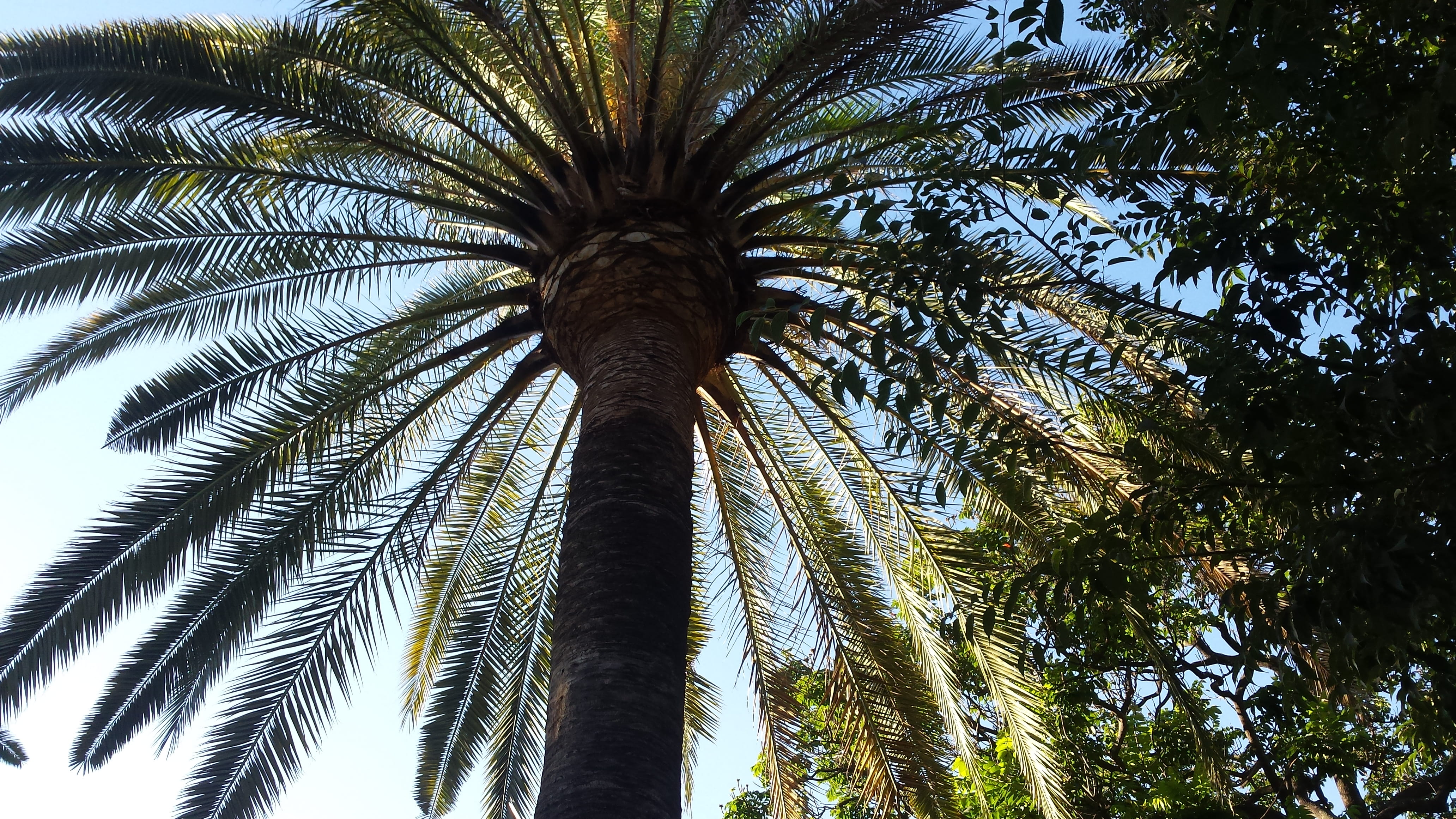 spain, malaga, tree, low angle view, plant, palm tree, tree trunk