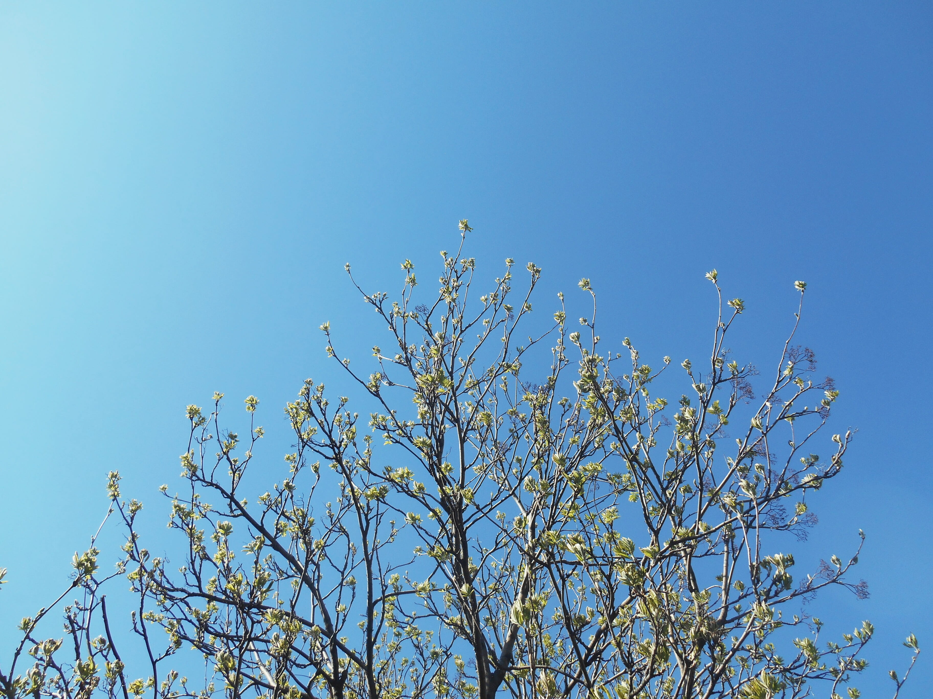 tree, branches, sky, blue, plant, low angle view, clear sky