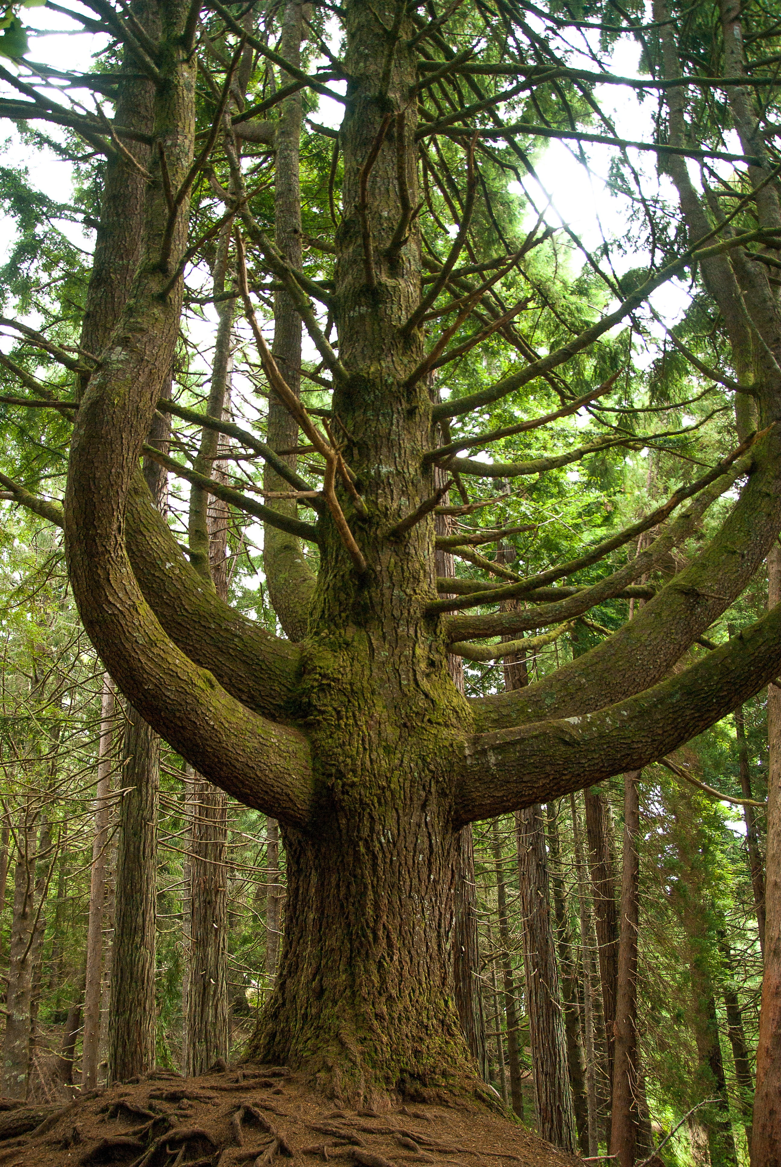 tree, pine, conifer, forest, branches, plant, tree trunk, land