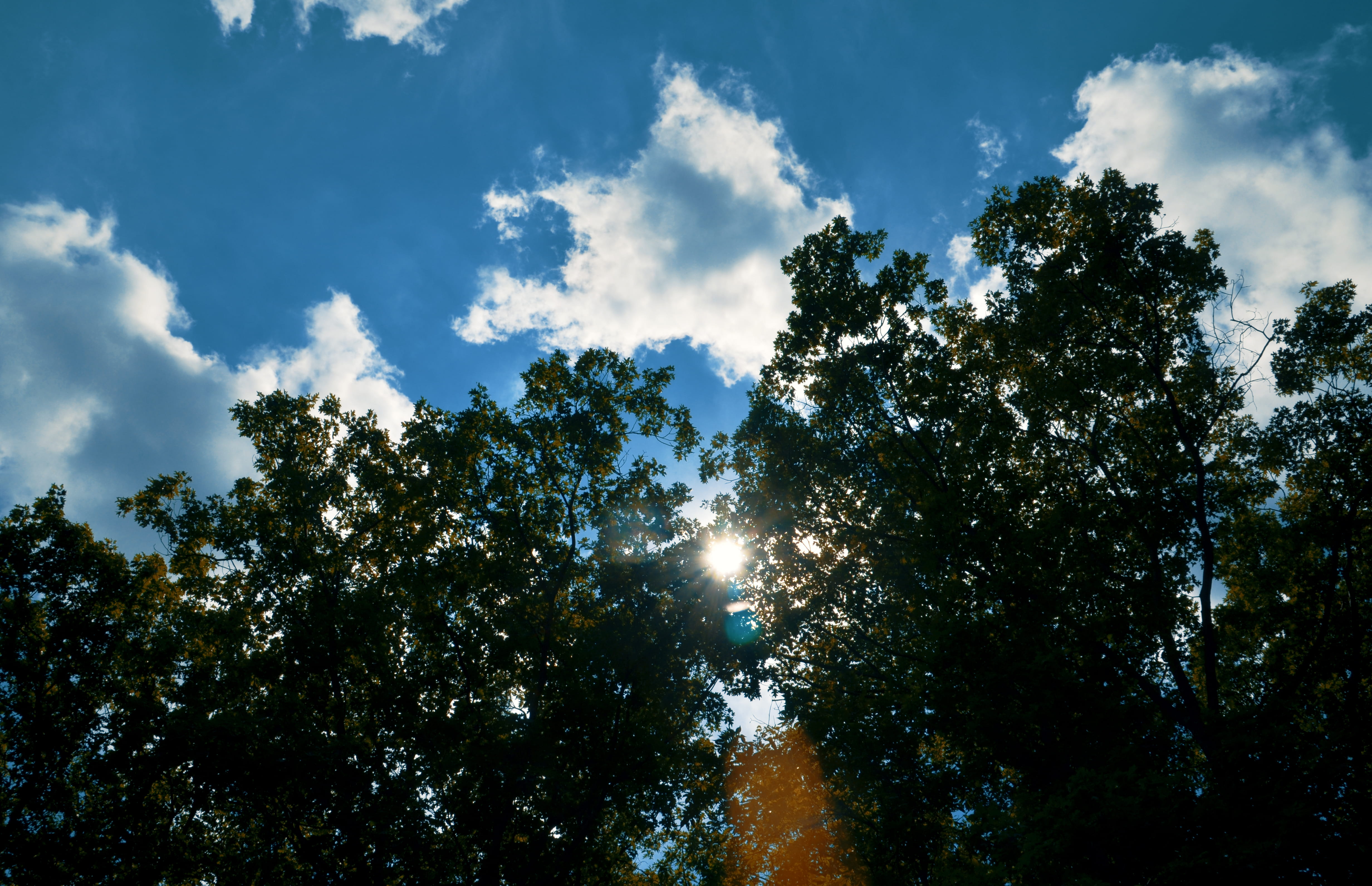 trees, lake, forest, sky, nature, leaves, cloud, clouds, branches