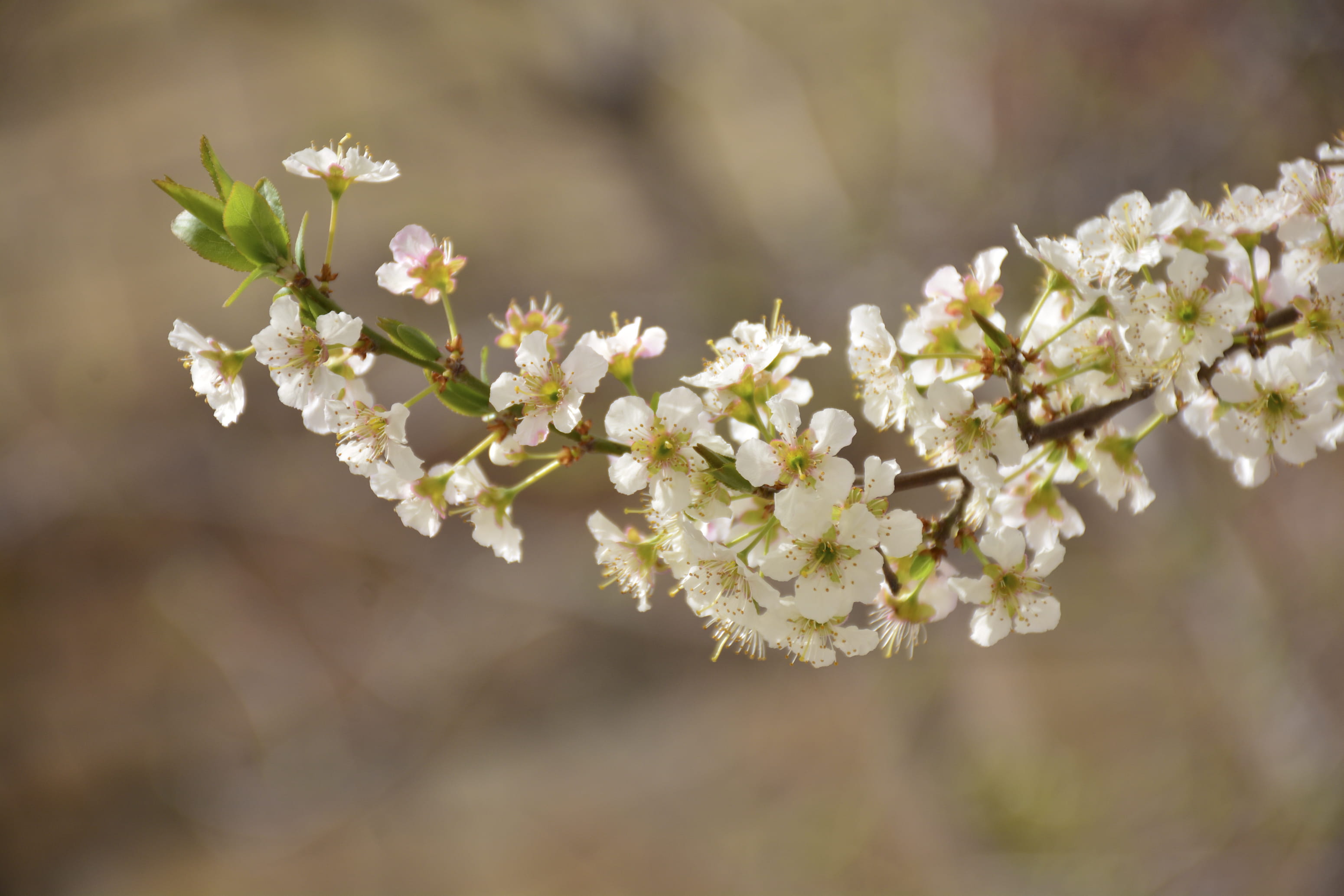 flower, flowering plant, fragility, vulnerability, freshness