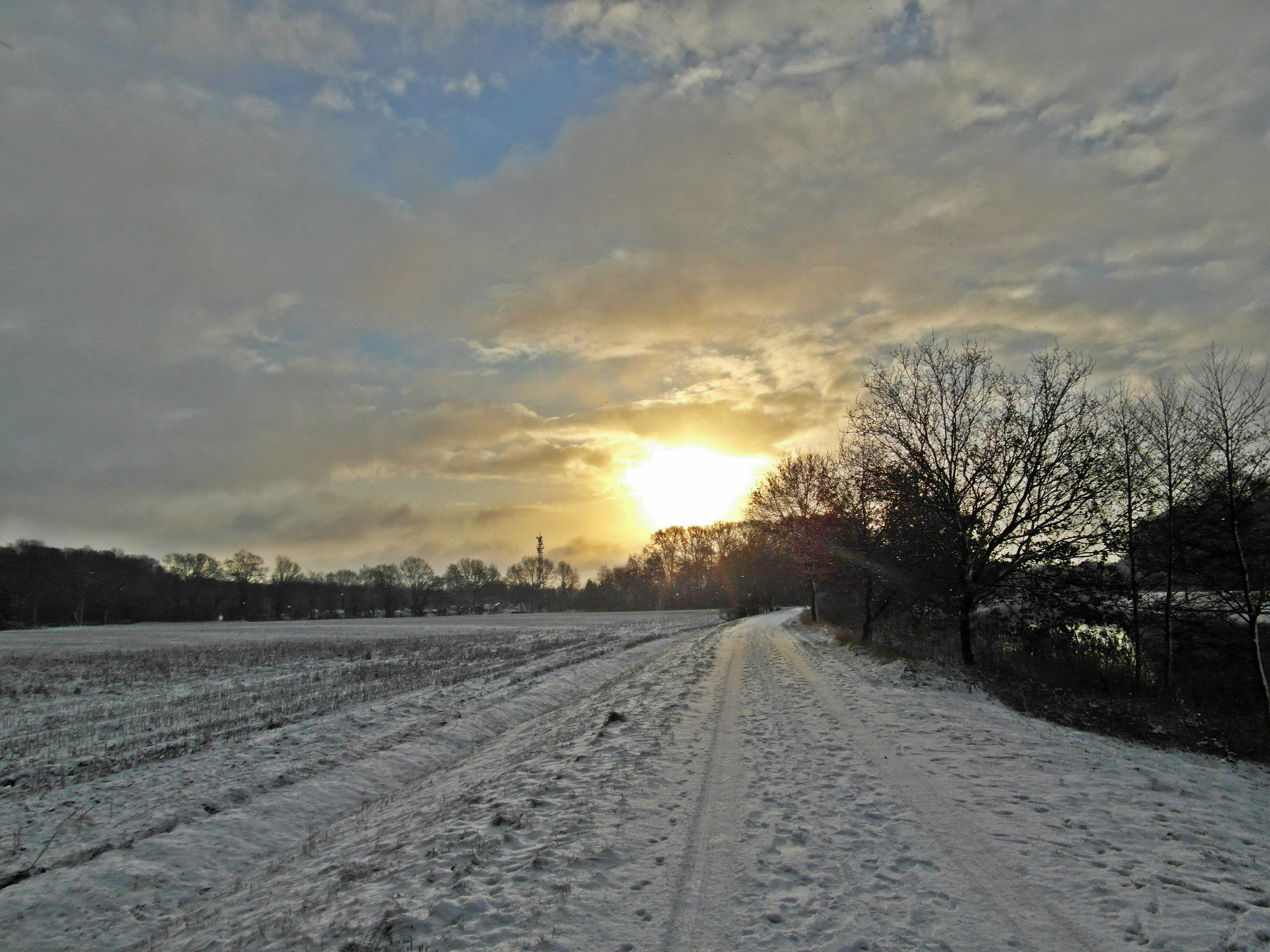 snow, sun, wintry, cold temperature, sky, winter, tree, sunset