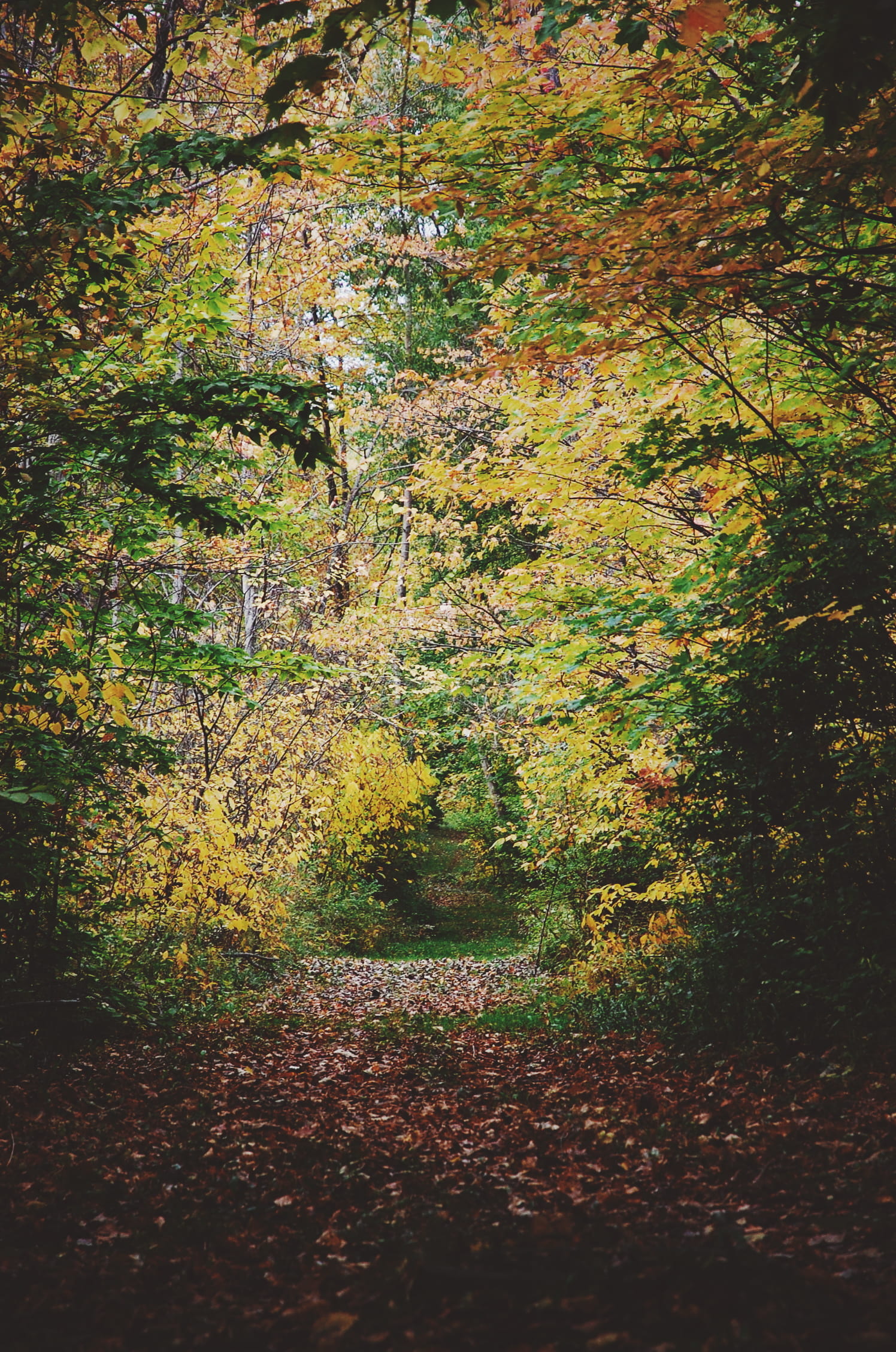 forest, fall, path, seasons, autumn, tree, plant, change, tranquility
