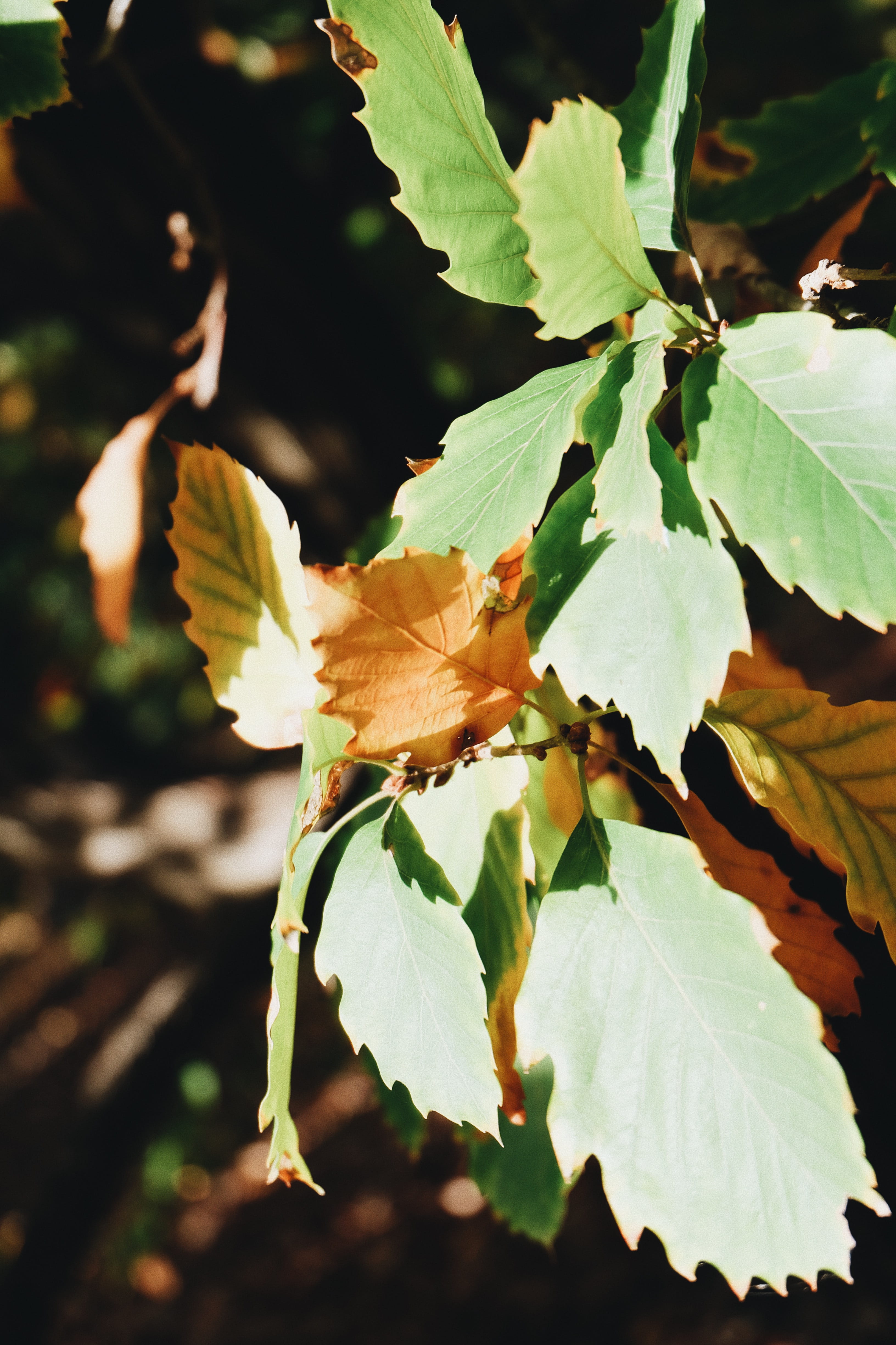 australia, melbourne, royal botanic gardens, nature, leaves