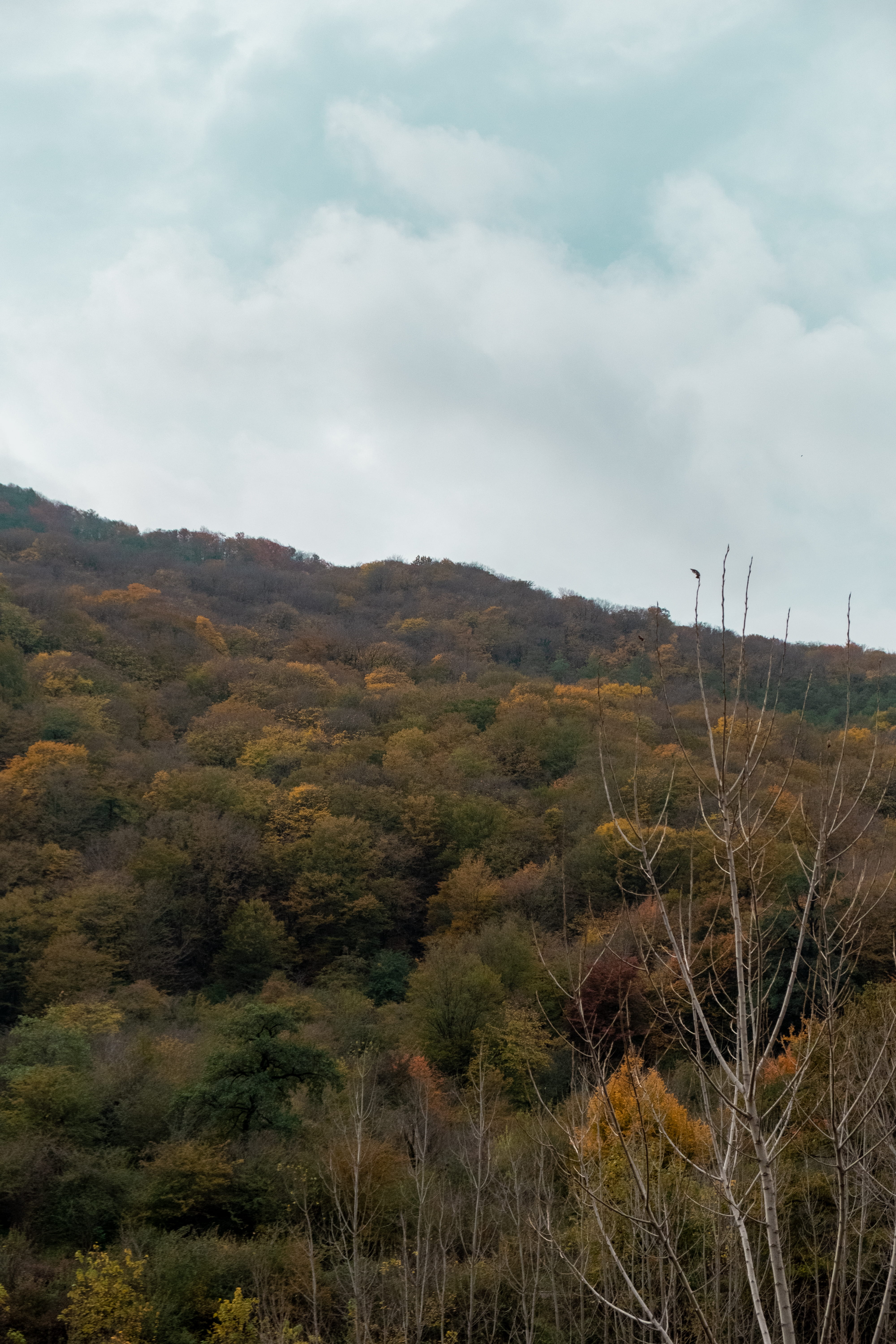 cloudy, trees, sky, yellow, yellow trees, wallpaper, cloud - sky