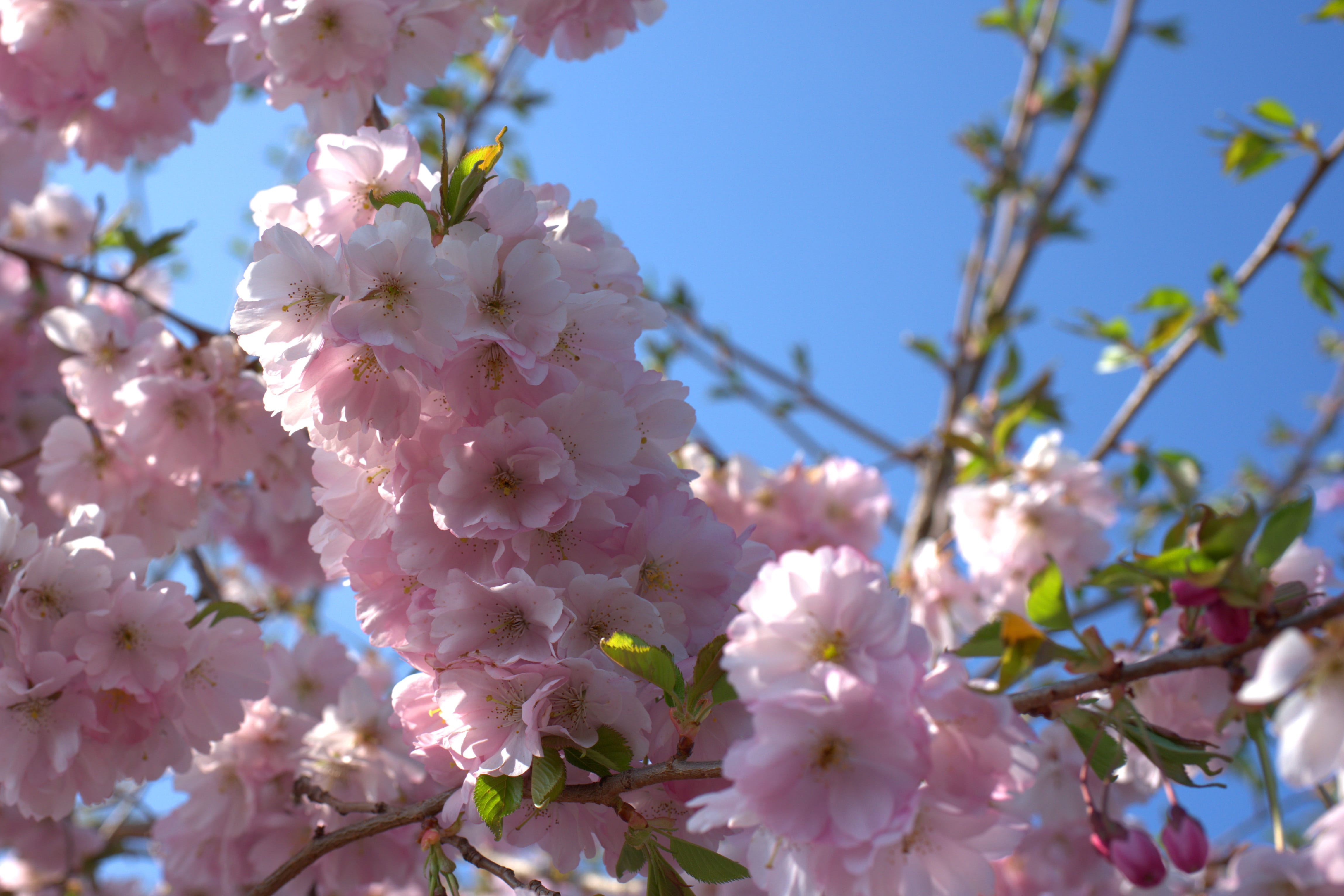 cherry tree, cherry blossom, spring, bloom, white, fruit tree
