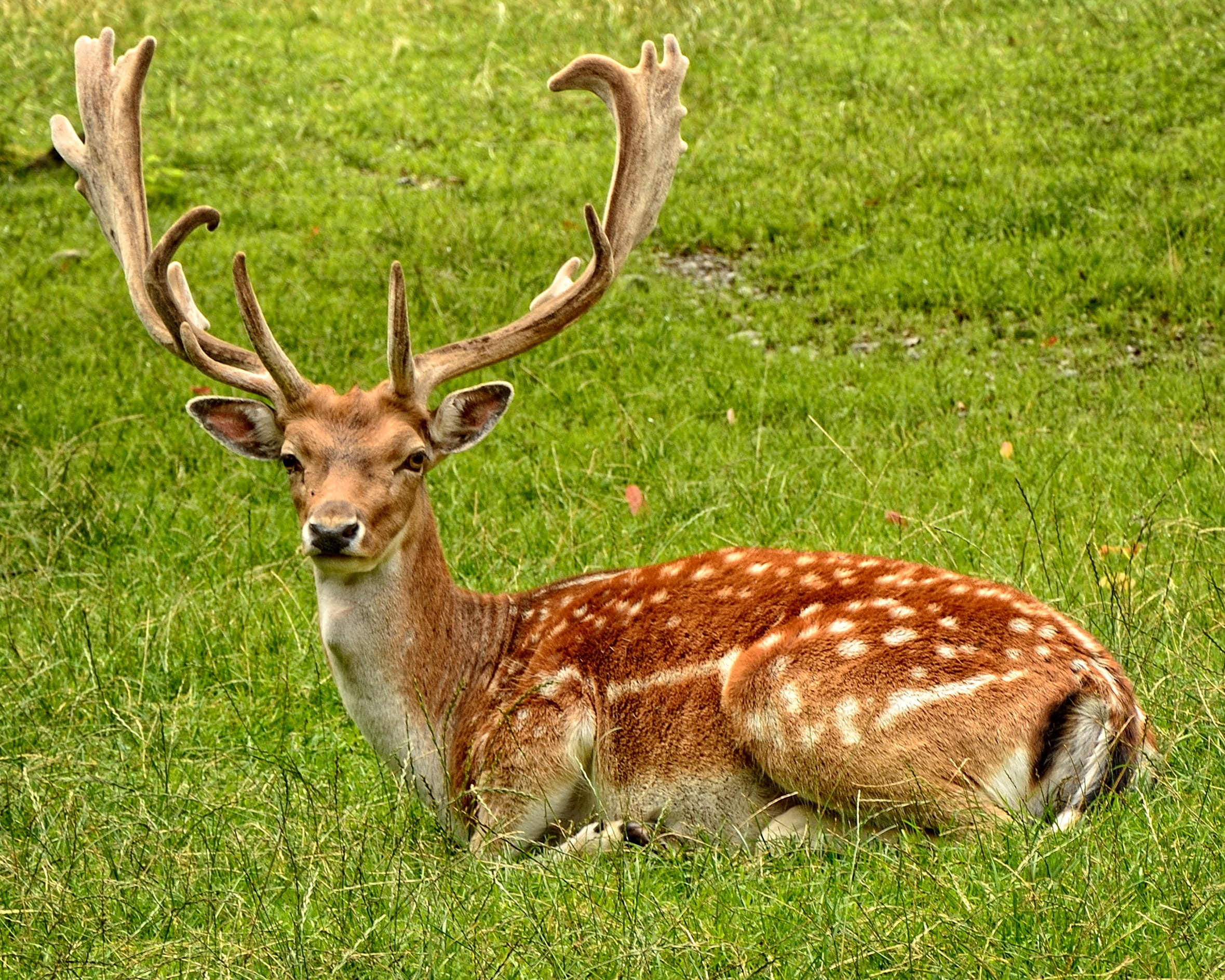 Brown Deer Laying on Grass Field, animal, antler, meadow, nature