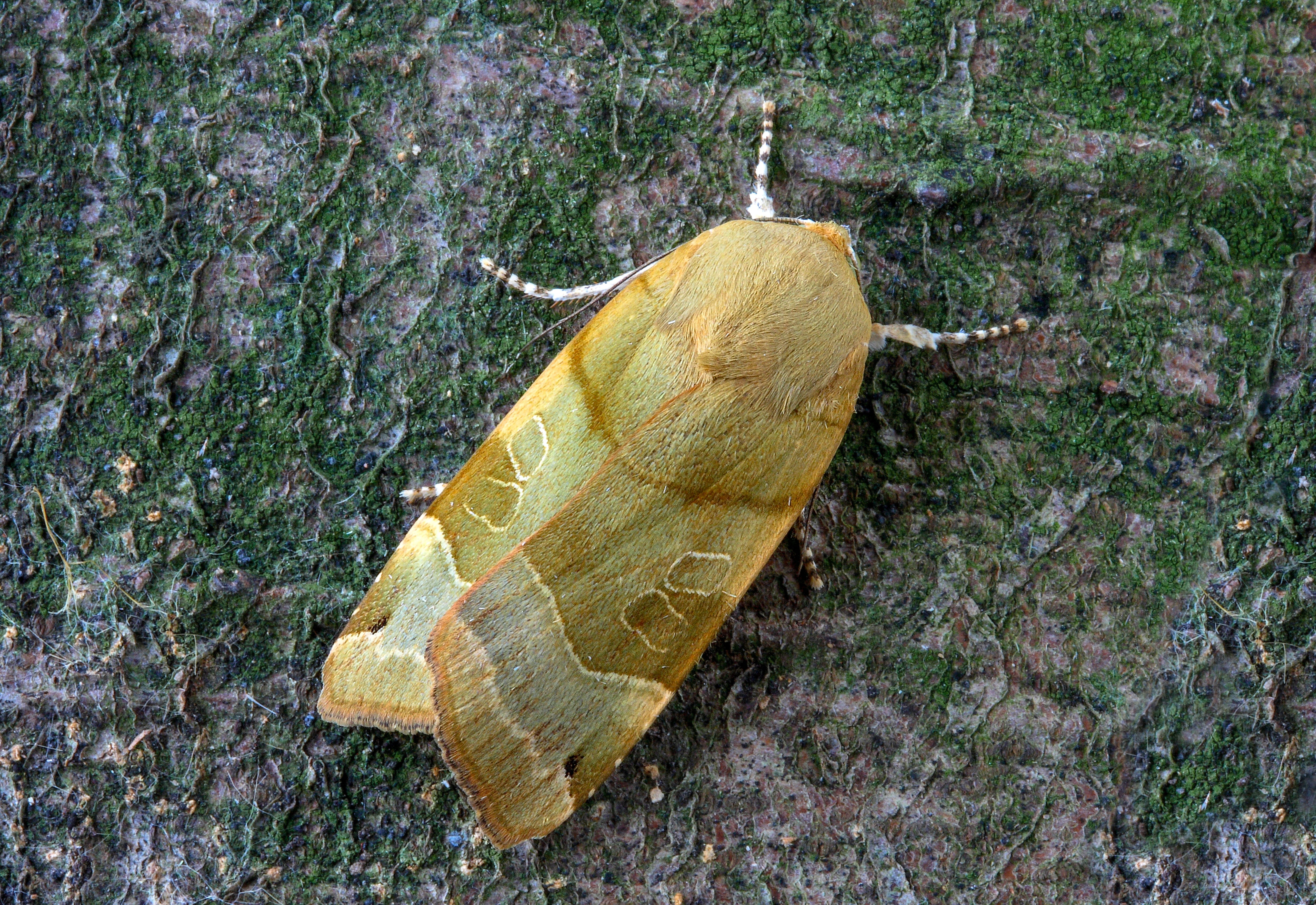 broad-bordered-yellow-underwing, moth, insect, pattern, nature