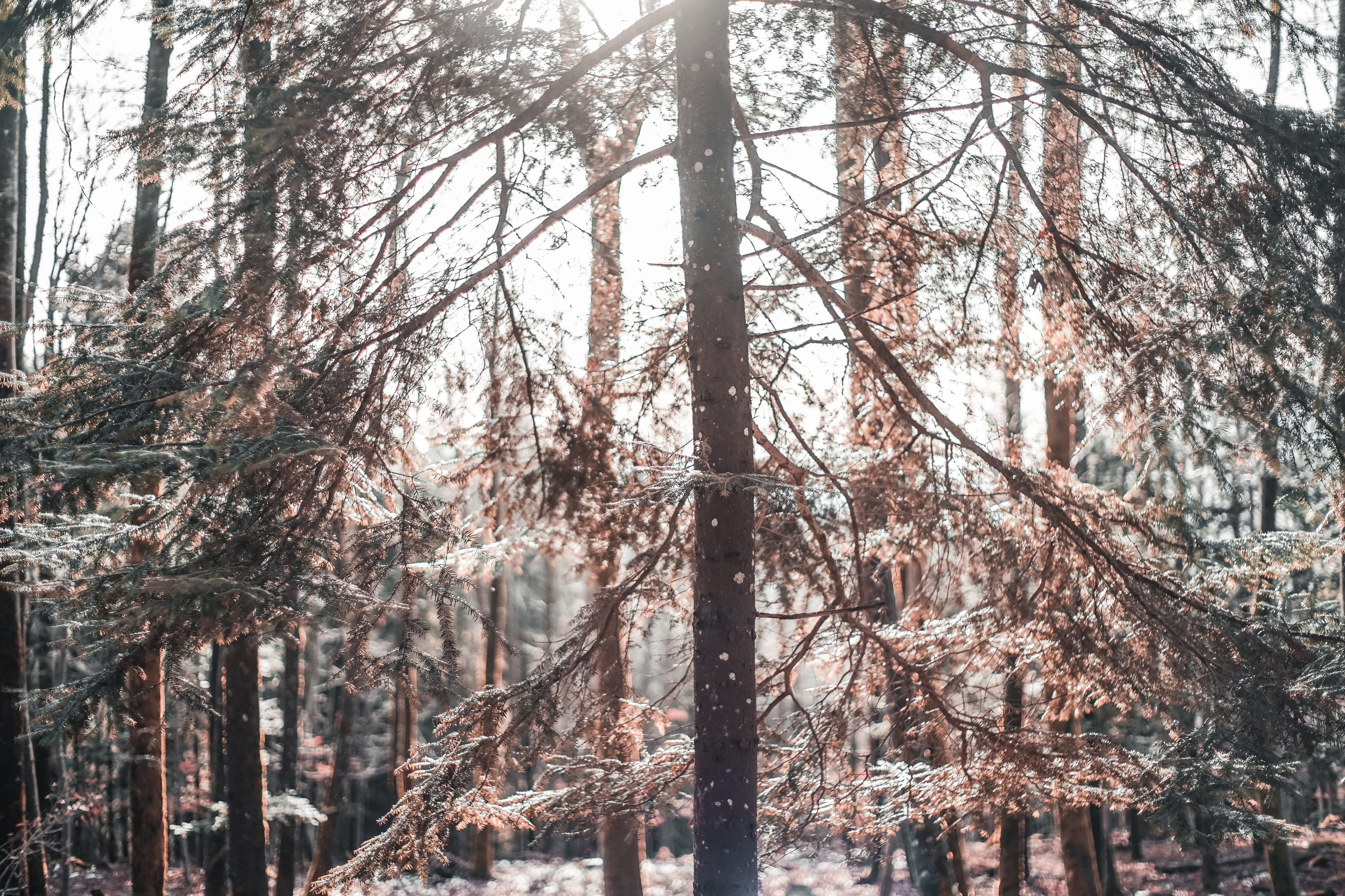 pine tree and rays, forest, leaf, landscape, sun, cloud, sky