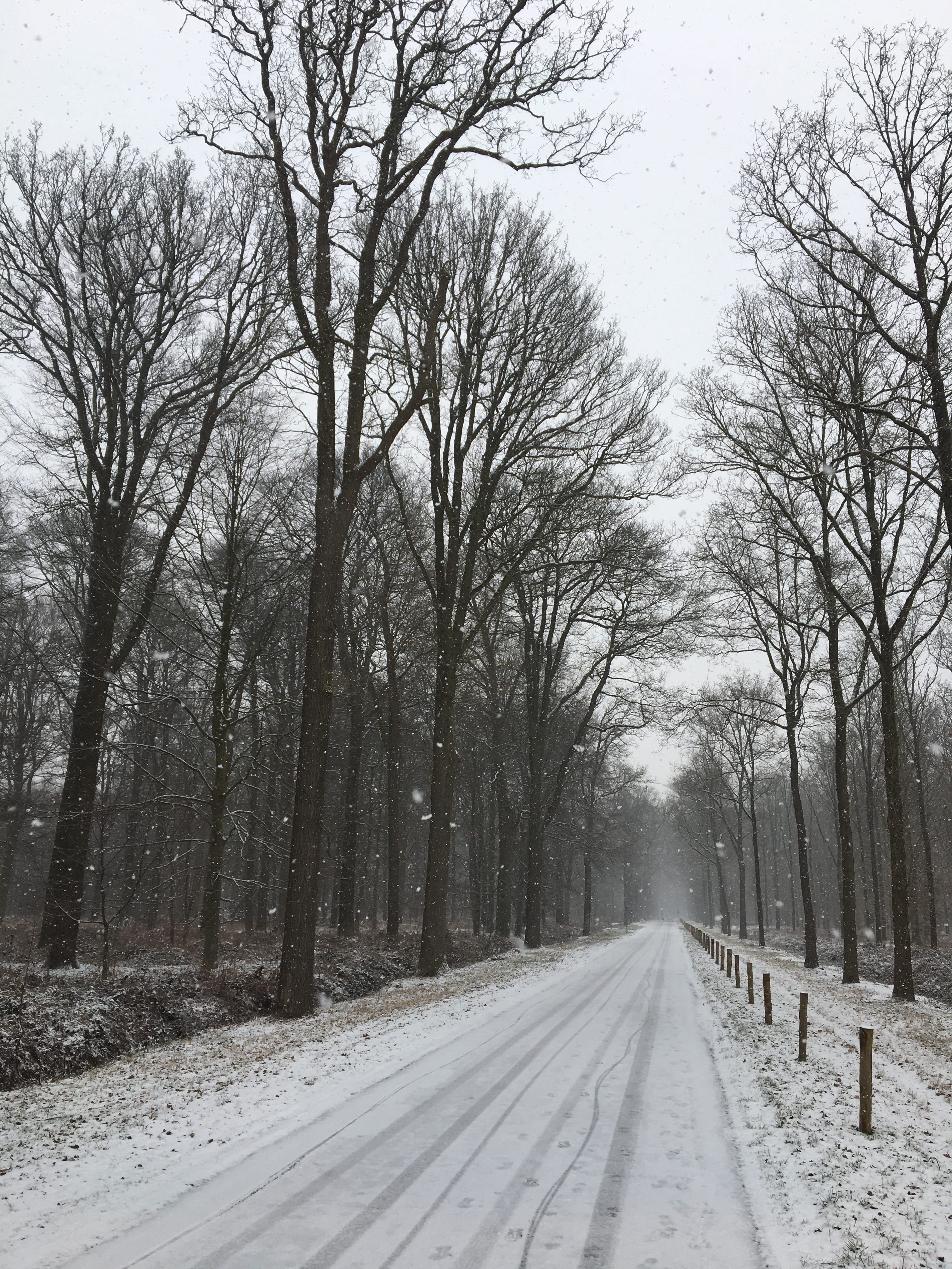 winter, forest, trees, landscape, snow, cold temperature, the way forward
