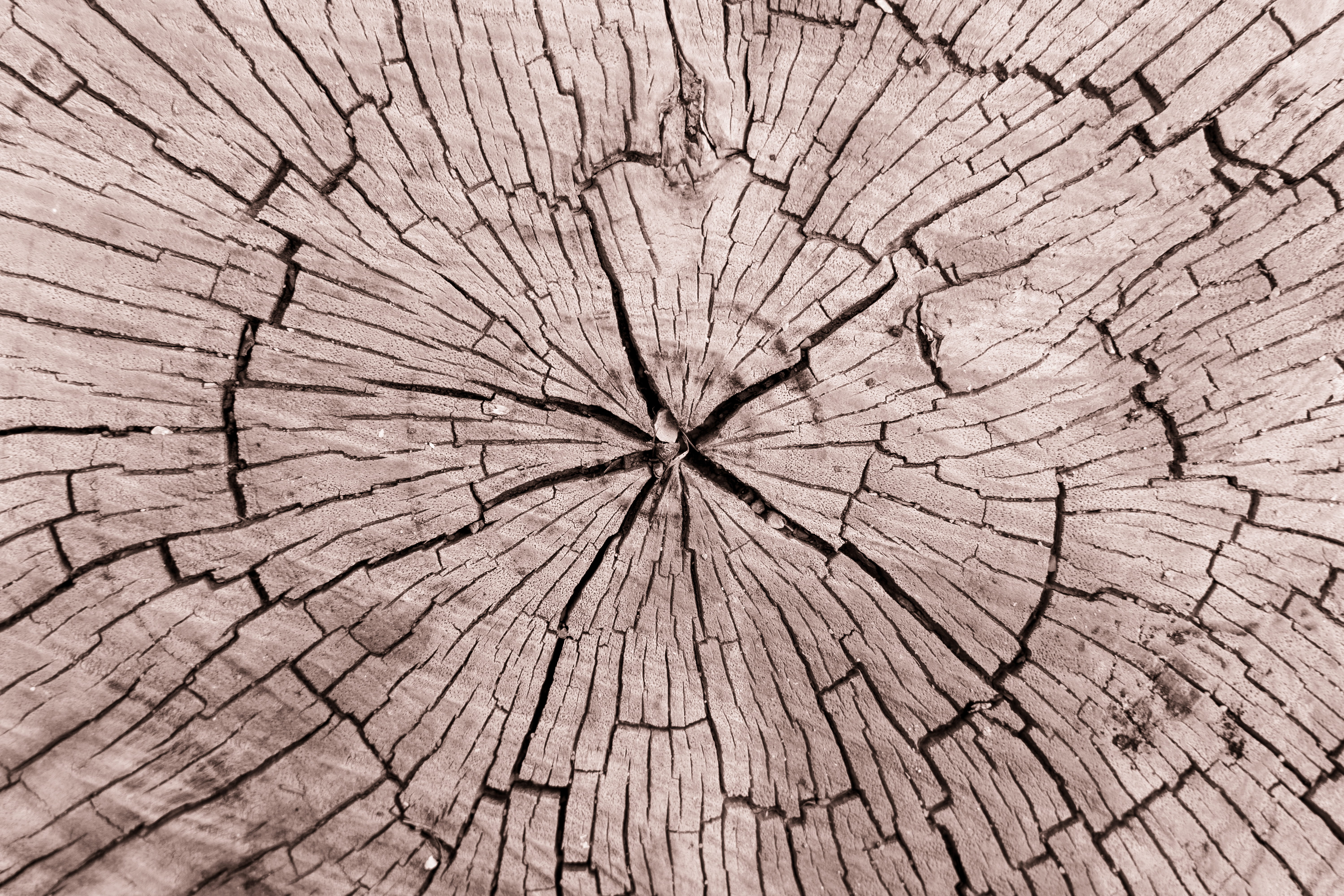 tree trump, backgrounds, textured, full frame, pattern, tree stump