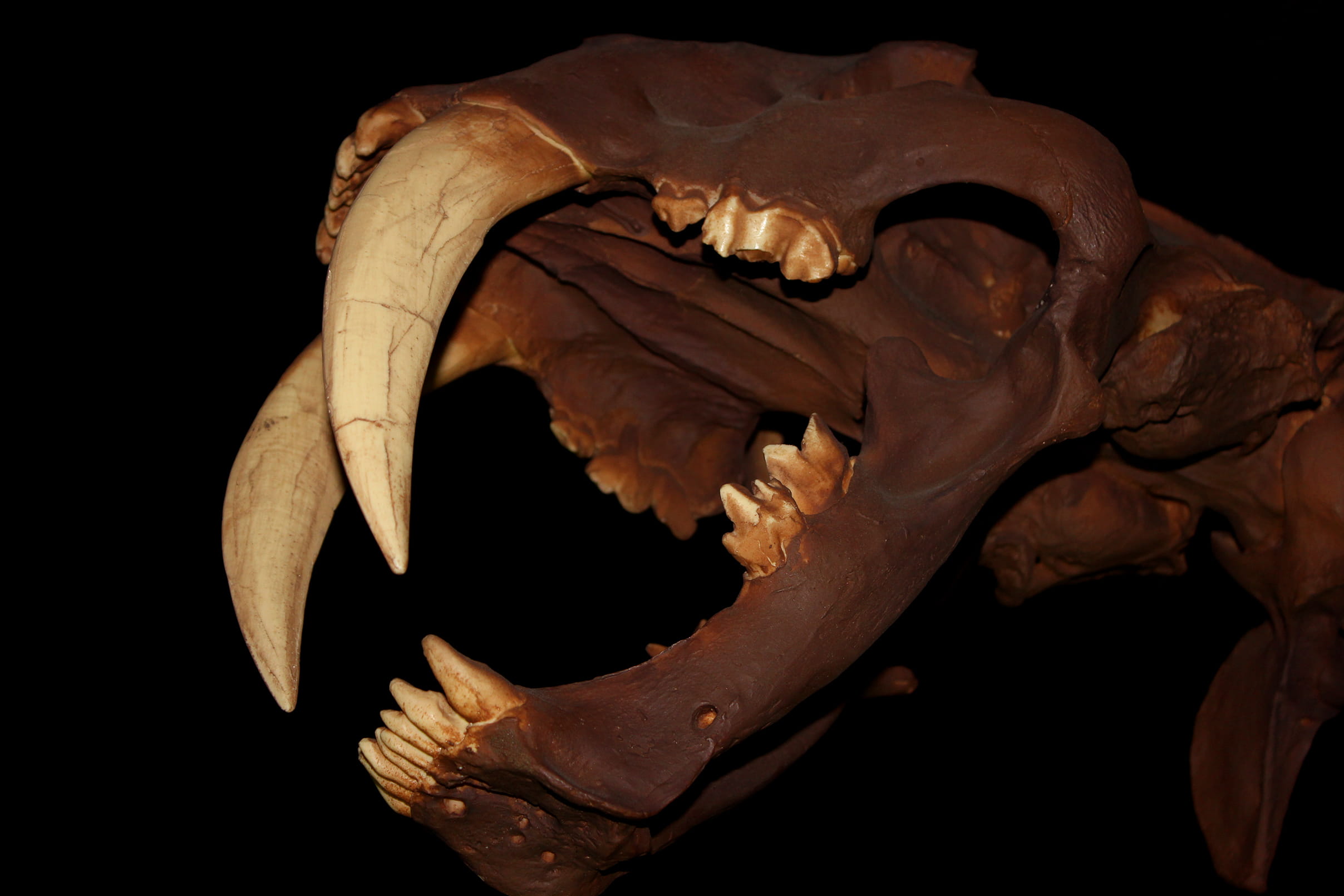 Smilodon - Skull - Saber-Toothed Cat, eocene, megafauna, extinct