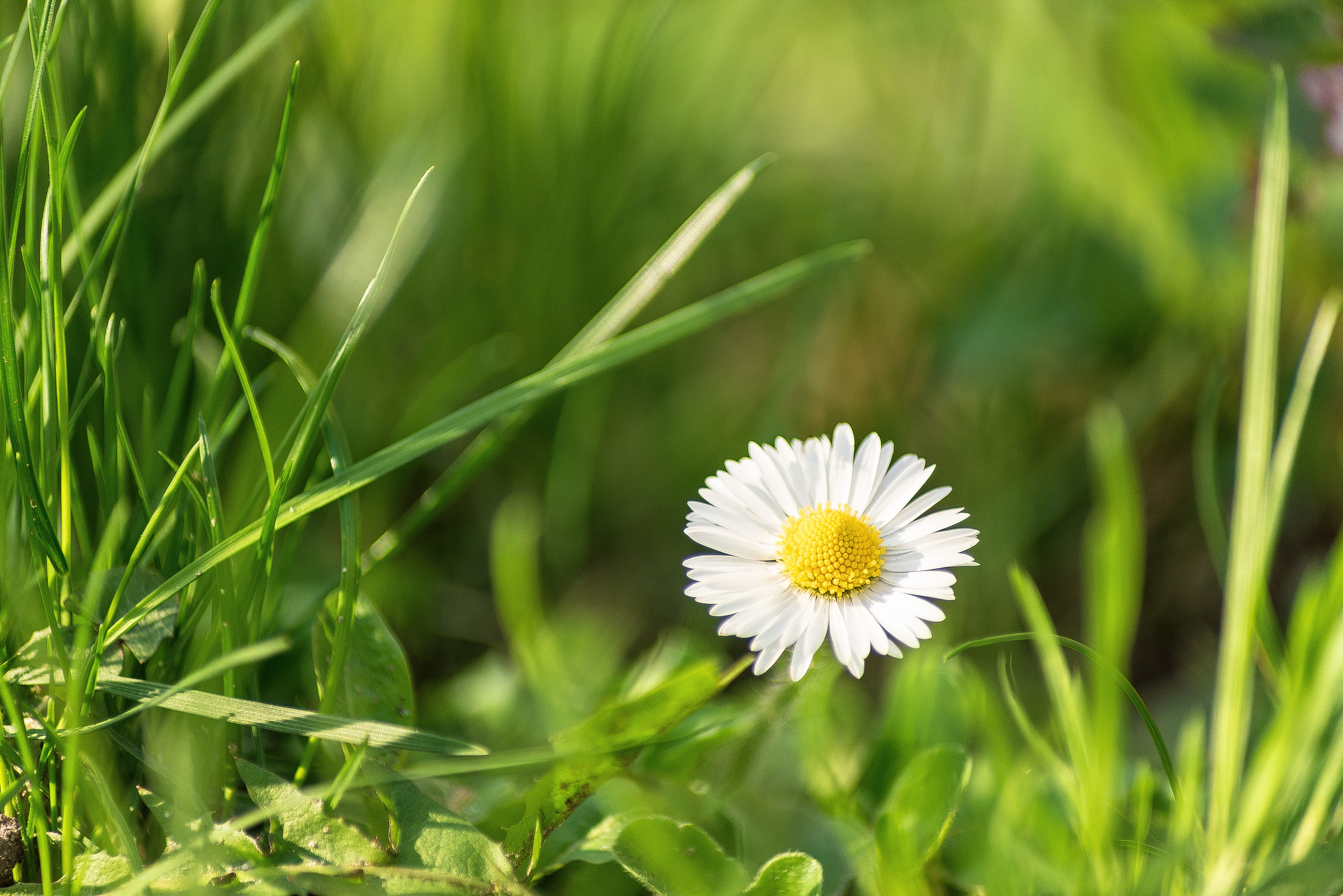 daisy, summer, nature, flower, white, bloom, spring, meadow