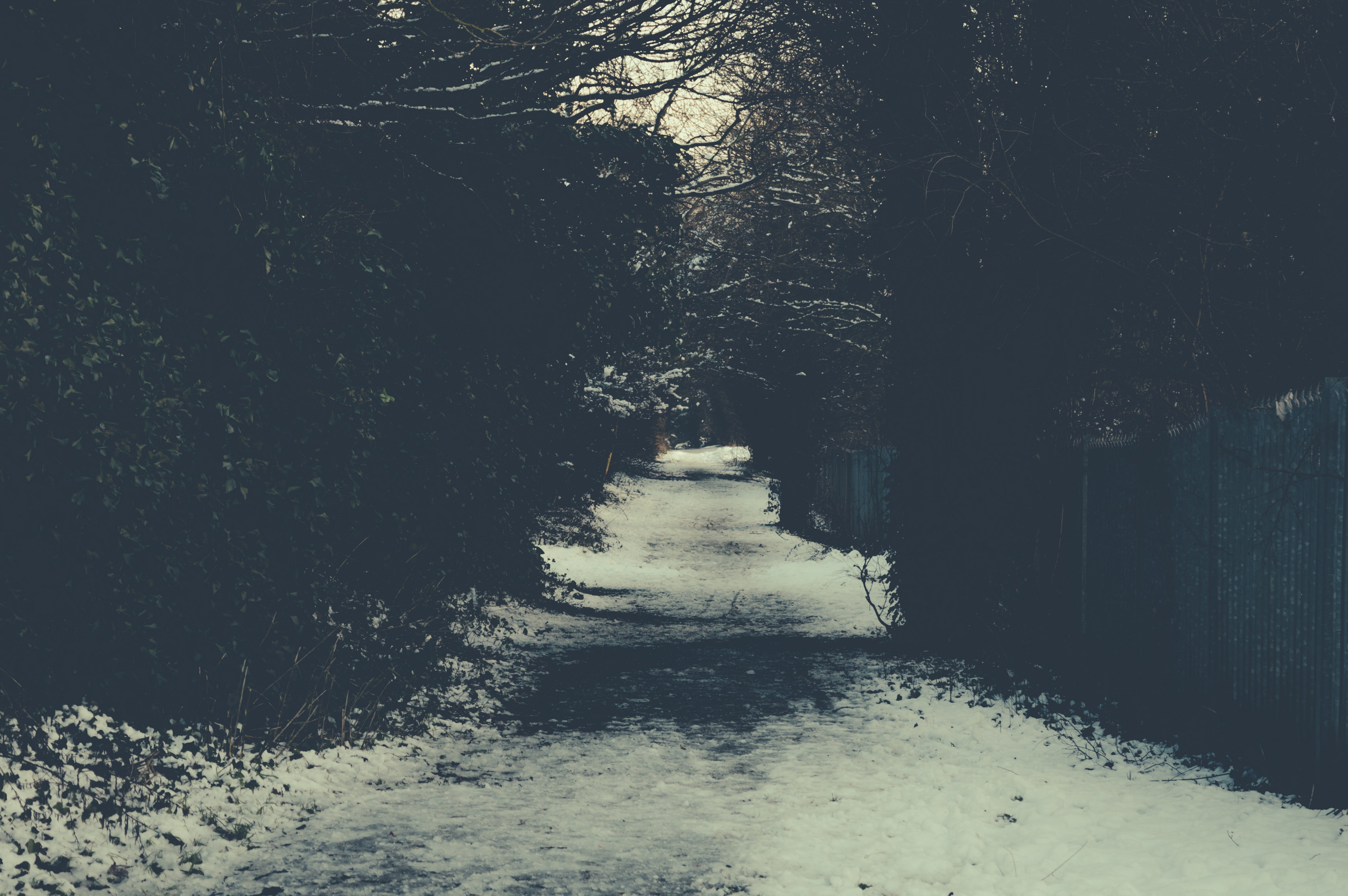path, way, ice, snow, winters, plants, tree, green, white, direction