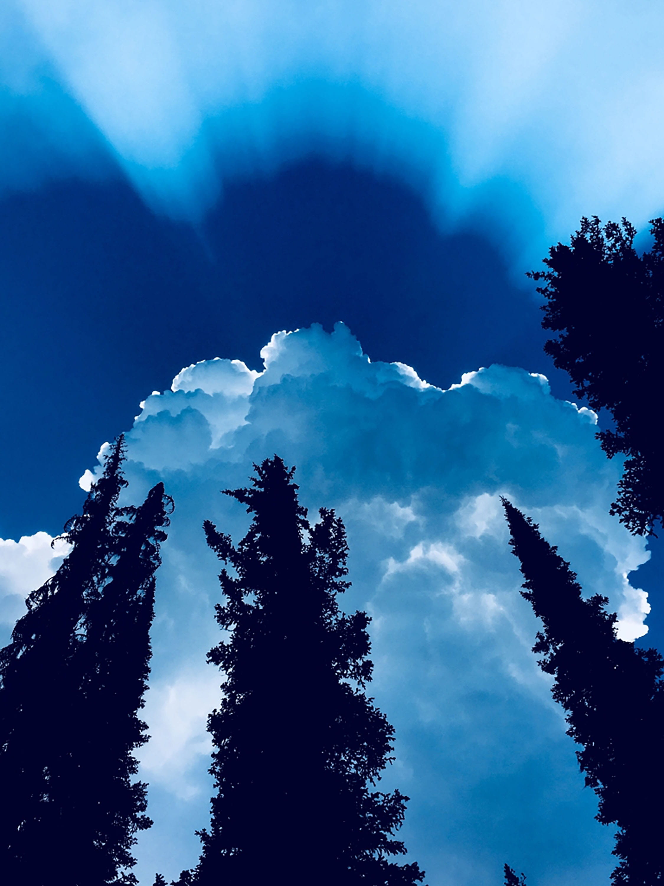 sun rays, pine trees, sky, blue, cloud, low angle view, plant