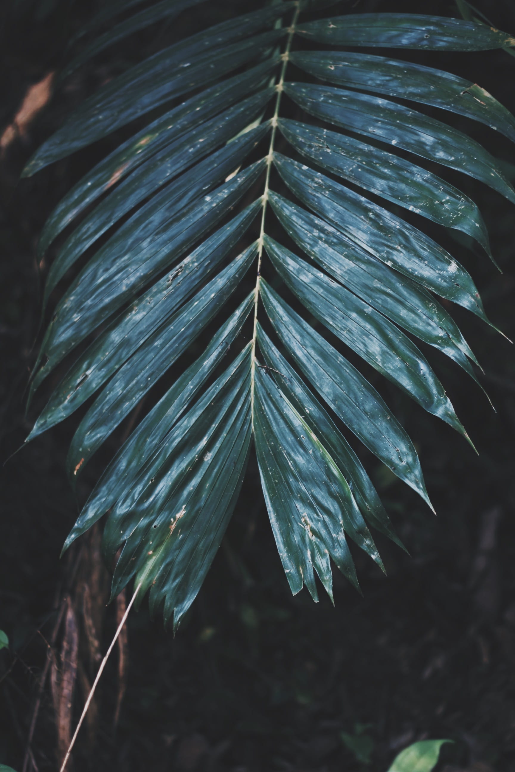 background, texture, pattern, abstract, design, nature, natural